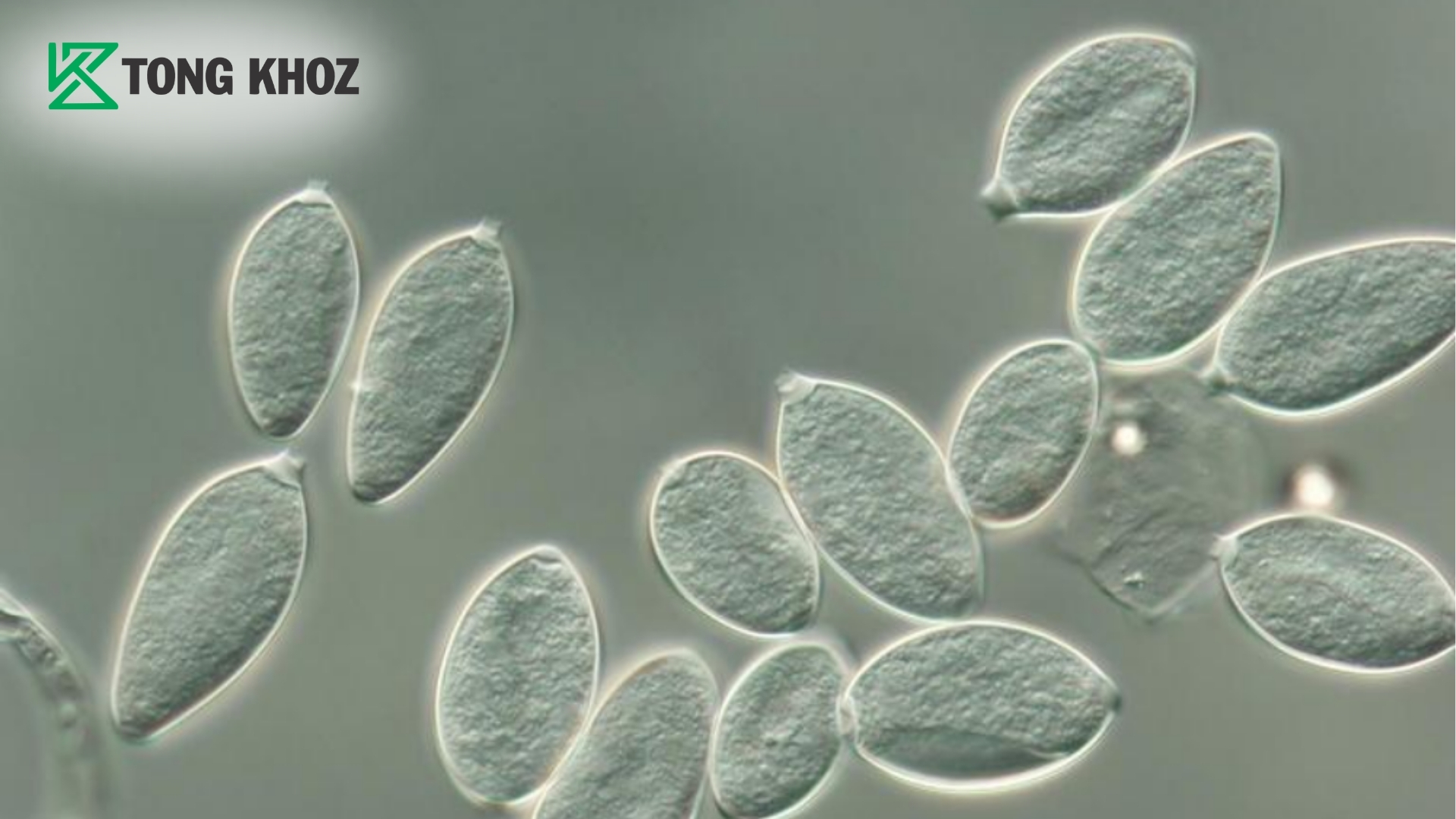 phytophthora-la-gi-ban-chat-cua-sat-thu-am-tham.jpg