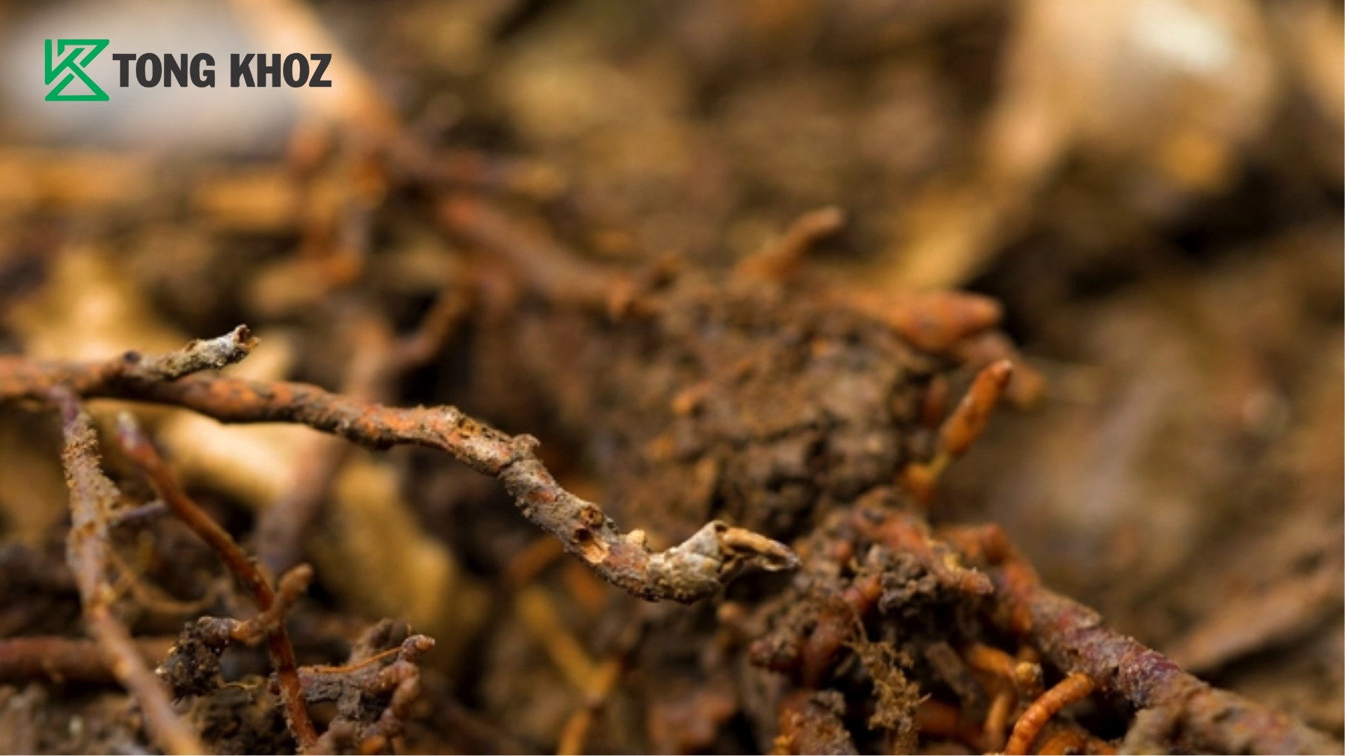 dau-hieu-nhan-biet-benh-do-phytophthora-gay-ra.jpg