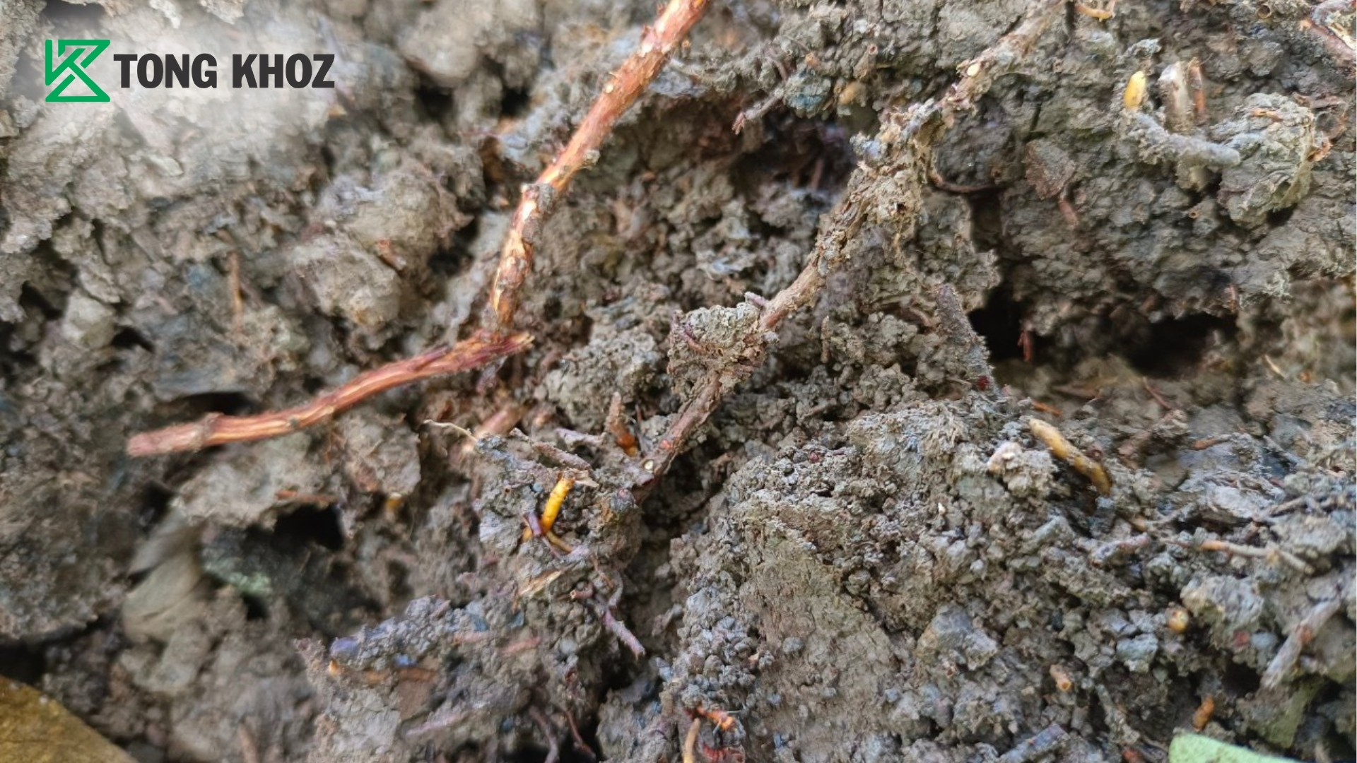 giai-phap-phong-tru-phytophthora-hieu-qua-tu-chuyen-gia.jpg