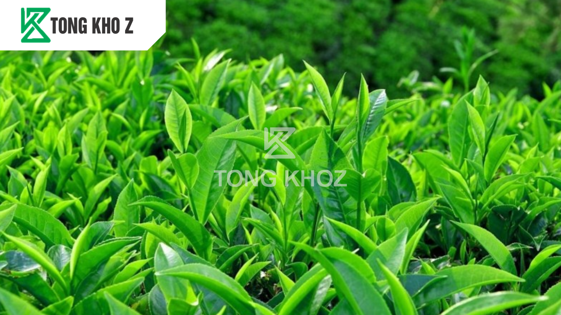 cau-hoi-thuong-gap.png