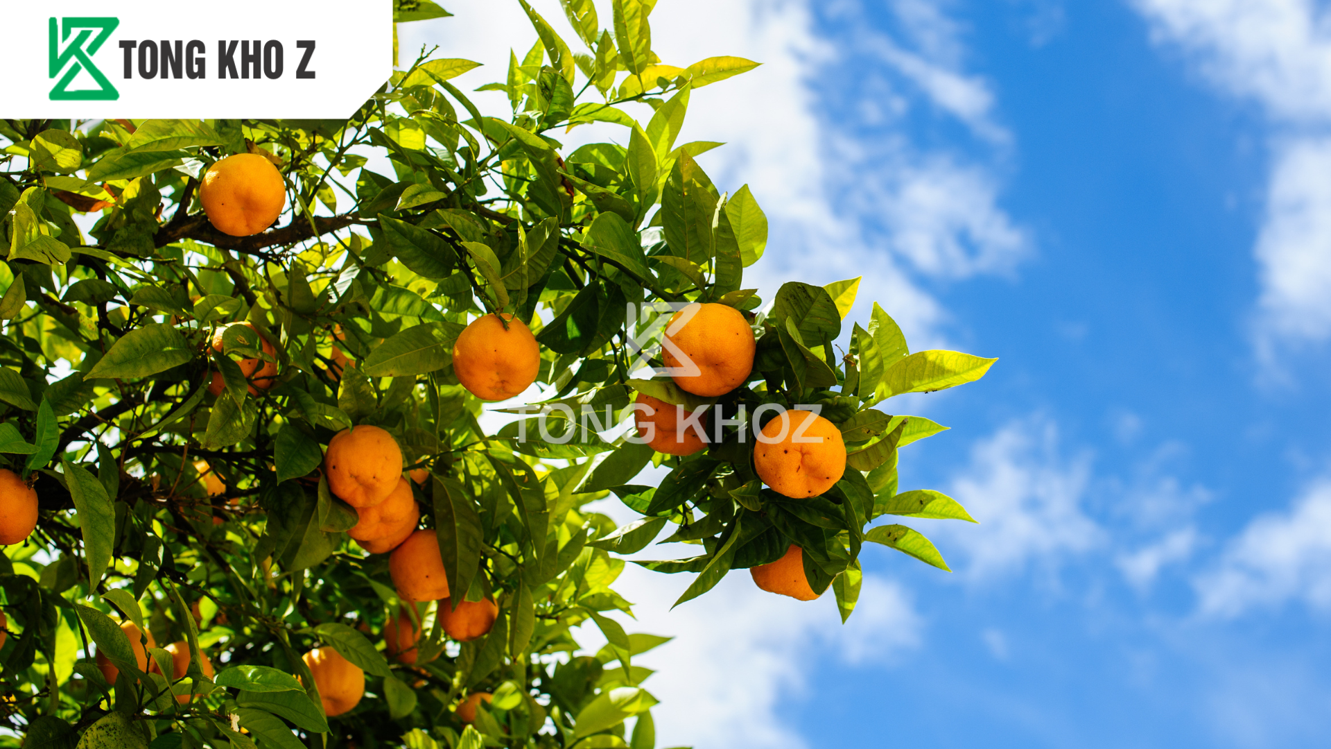 cong-dung-phan-bon-huu-co-sataka-112-hieu-vitamin-z.png