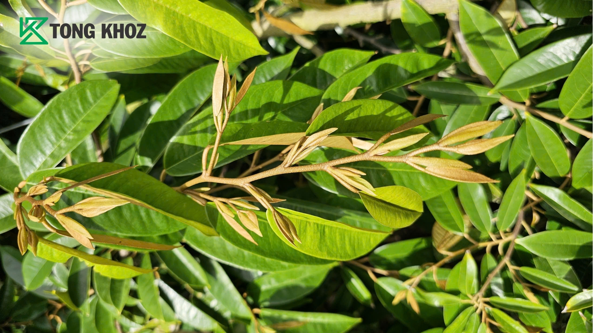vi-sao-giai-doan-ra-dot-tren-sau-rieng-rat-quan-trong.jpg