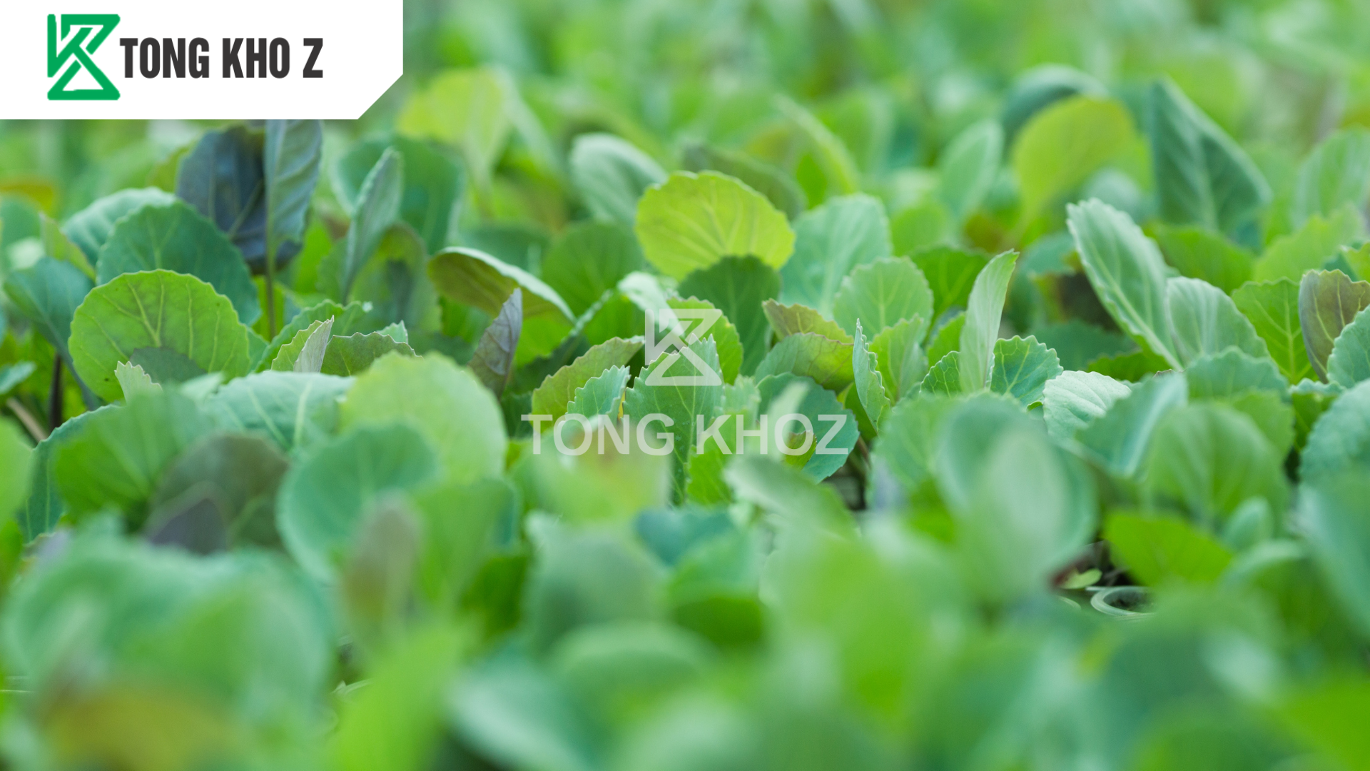 cong-dung-phan-bon-la-trung-vi-luong-combi-mix-hieu-combi-z1.png