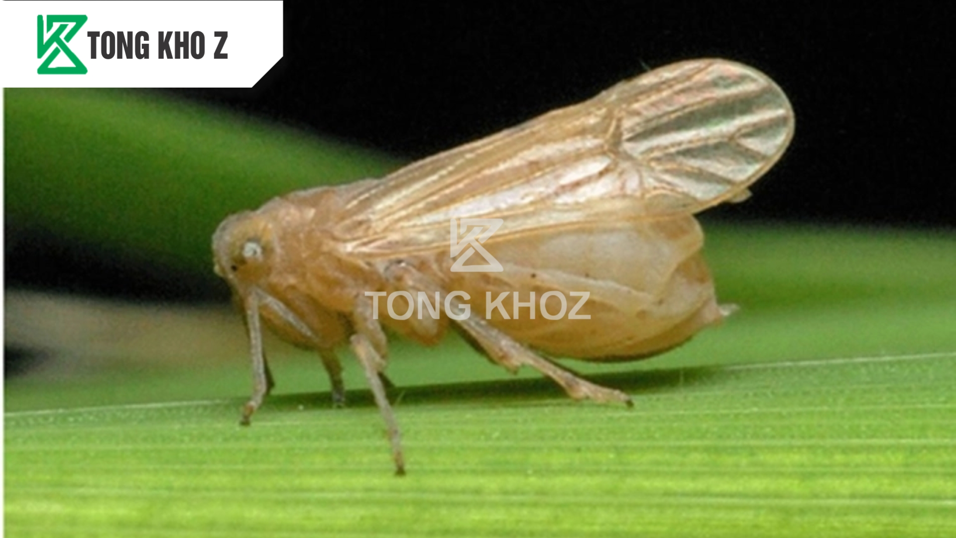 cong-dung-thuoc-tru-sau-than-cong-gold-39wp-hieu-ray-imbup-z.jpg