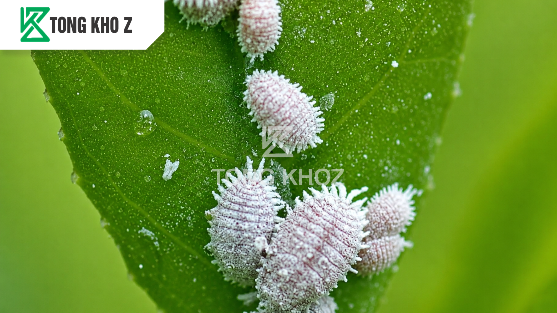 cong-dung-thuoc-tru-sau-kimcis-20ec-hieu-sau-nhen-bio-z.png