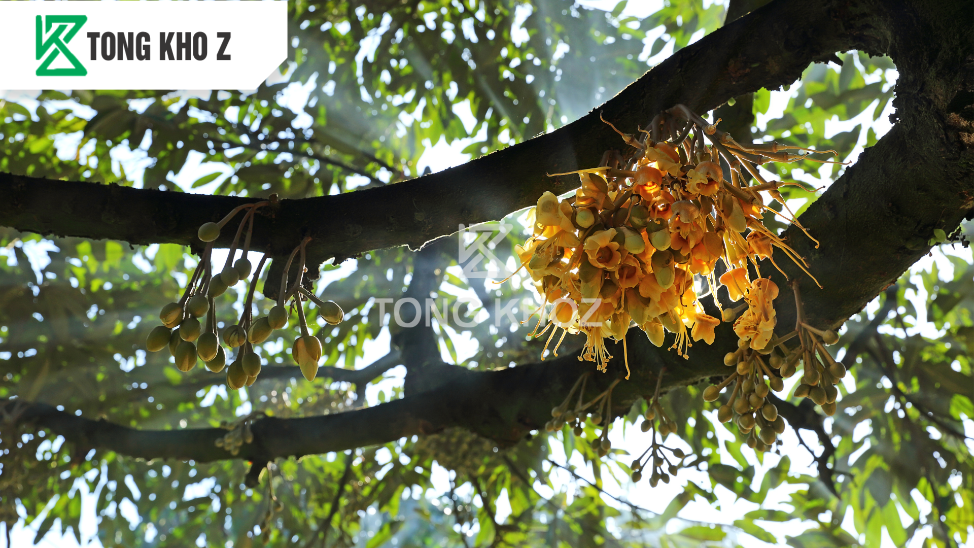 cong-dung-phan-bon-huu-co-sataka-117-hieu-organic-zn-b.png