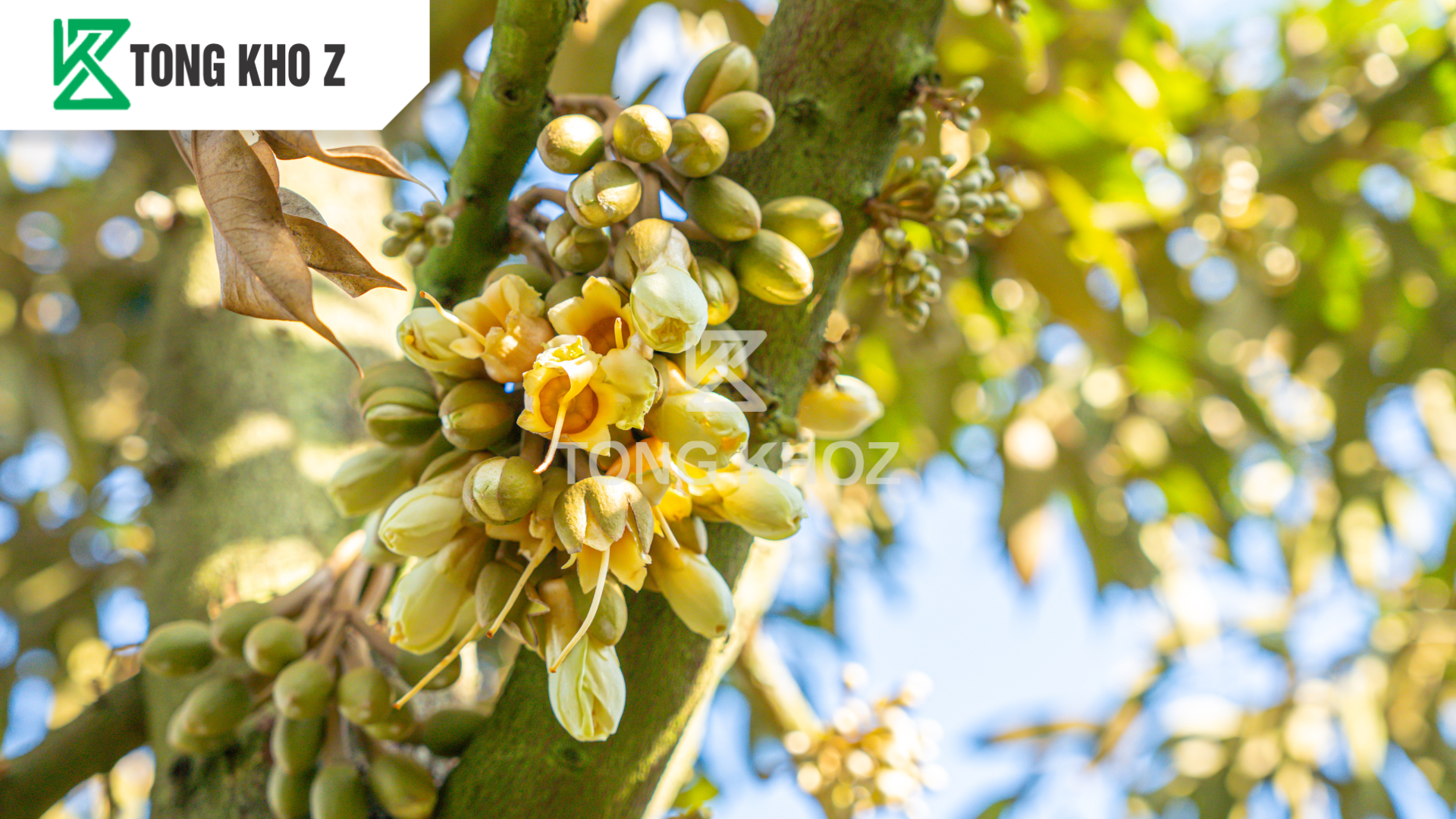 cong-dung-phan-bon-huu-co-sataka-116-hieu-flower-z.png