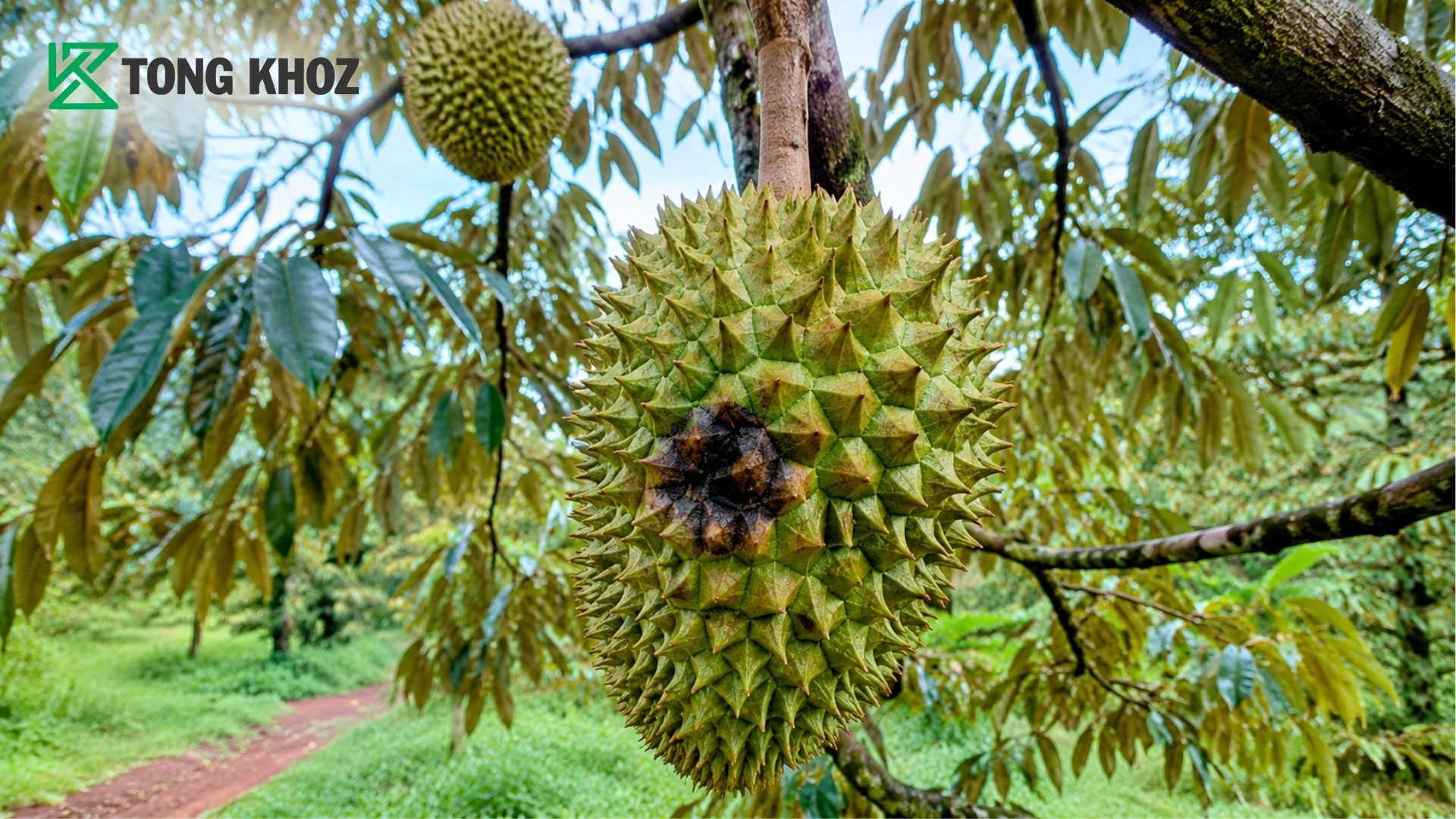 giai-phap-tong-kho-z-duoc-nhieu-nha-vuon-quan-tam.jpg