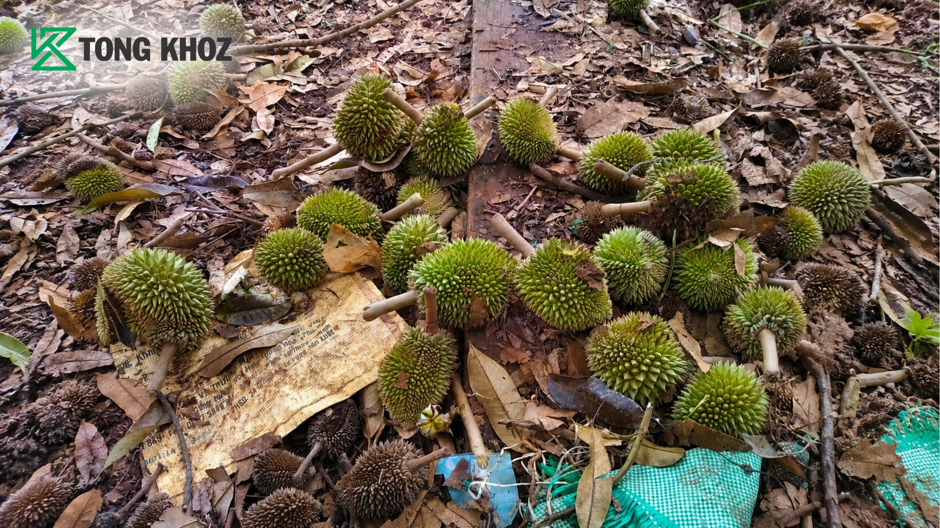 nhung-luu-y-khi-tu-van-rung-trai-non.jpg