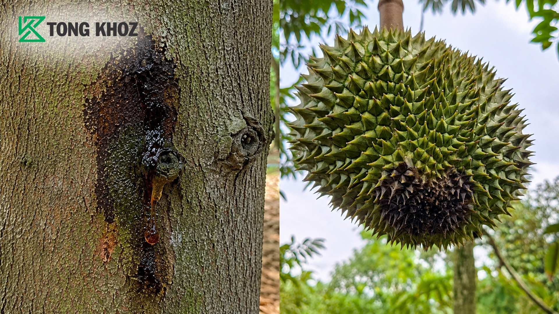 vi-sao-mua-mua-sau-rieng-de-bi-xi-mu-va-thoi-trai.jpg