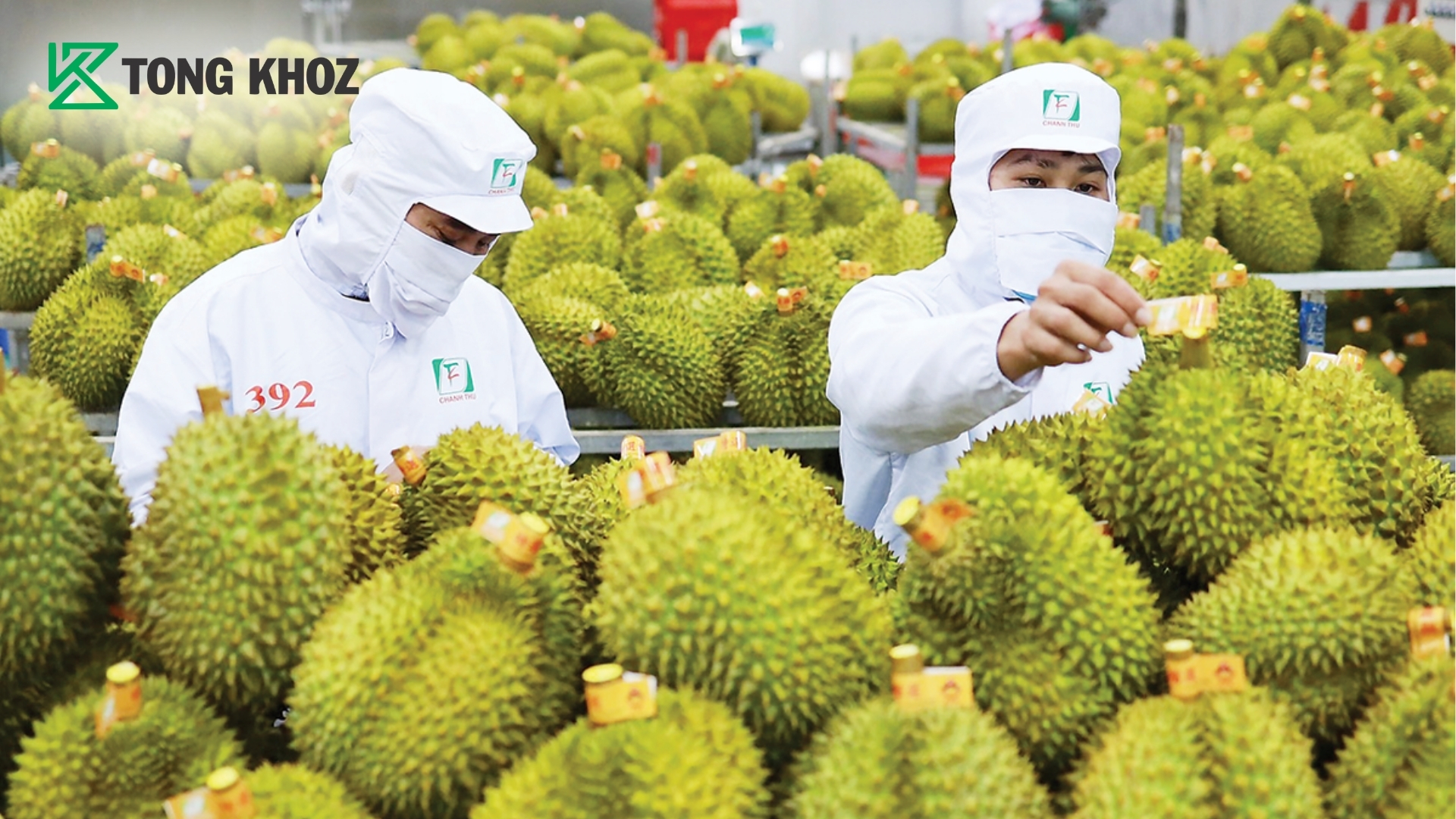 vi-sao-cadimi-la-nut-that-cua-nganh-sau-rieng-xuat-khau.jpg
