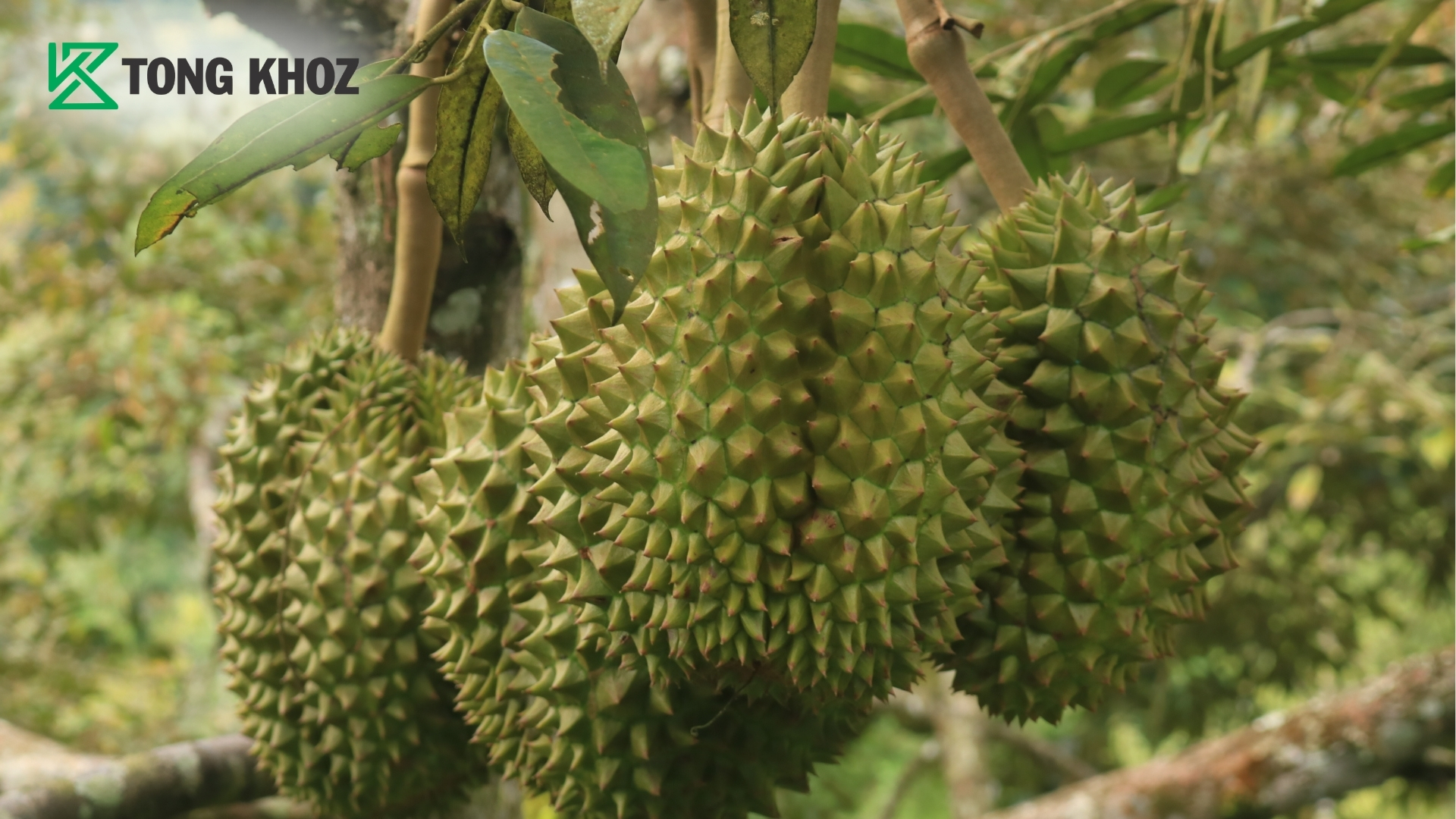 vi-sao-can-phuc-hoi-vuon-sau-rieng-ngay-sau-thu-hoach.jpg