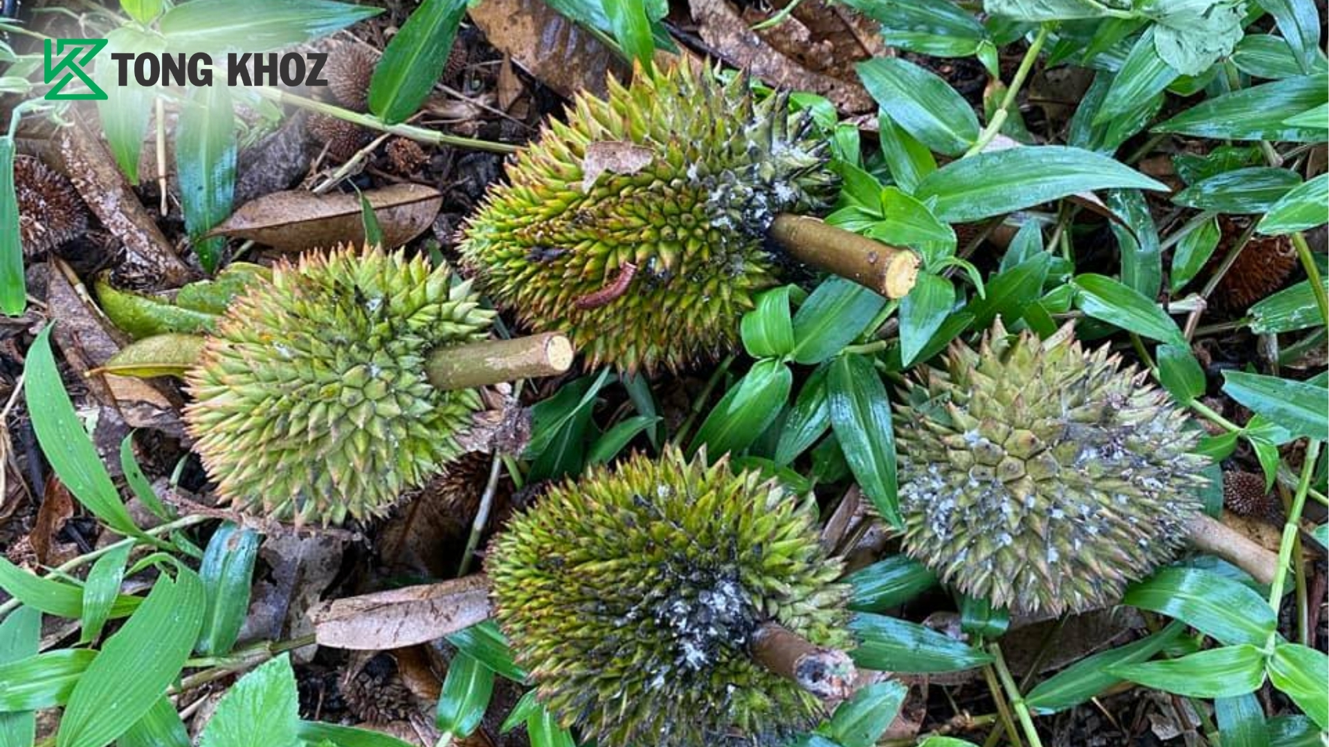 vi-sao-mua-mua-rep-sap-va-bo-hong-thuong-bung-phat.jpg