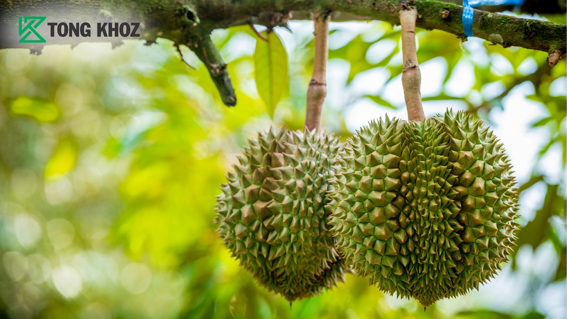 faq-cau-hoi-thuong-gap-ve-hien-tuong-den-gai-sau-rieng.jpg