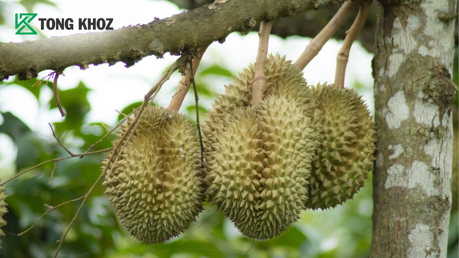 quy-trinh-4-buoc-phuc-hoi-sau-rieng-sau-thu-hoach.jpg