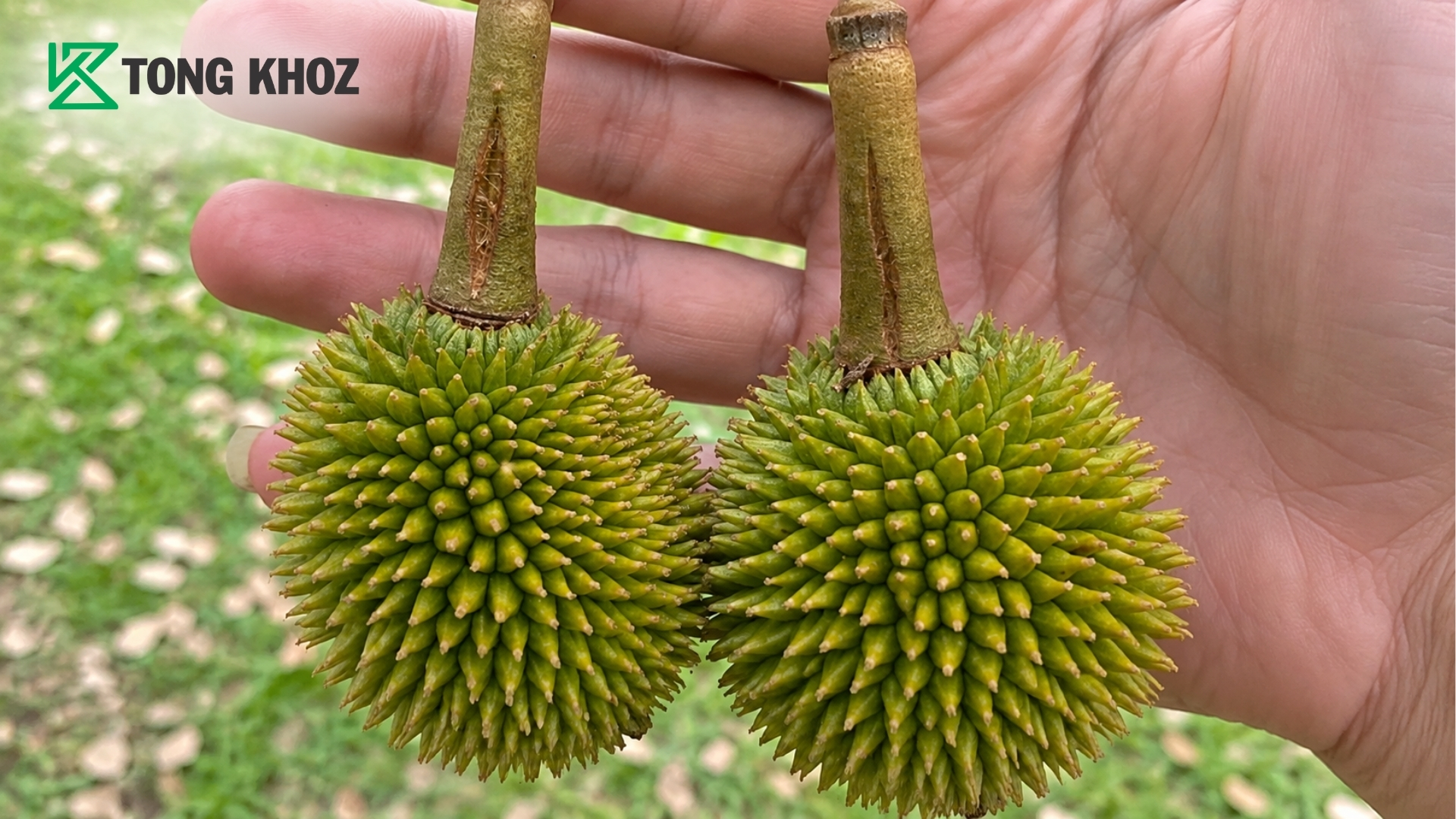 vi-sao-cuong-trai-sau-rieng-bi-top-lai-la-dau-hieu-dang-lo.jpg