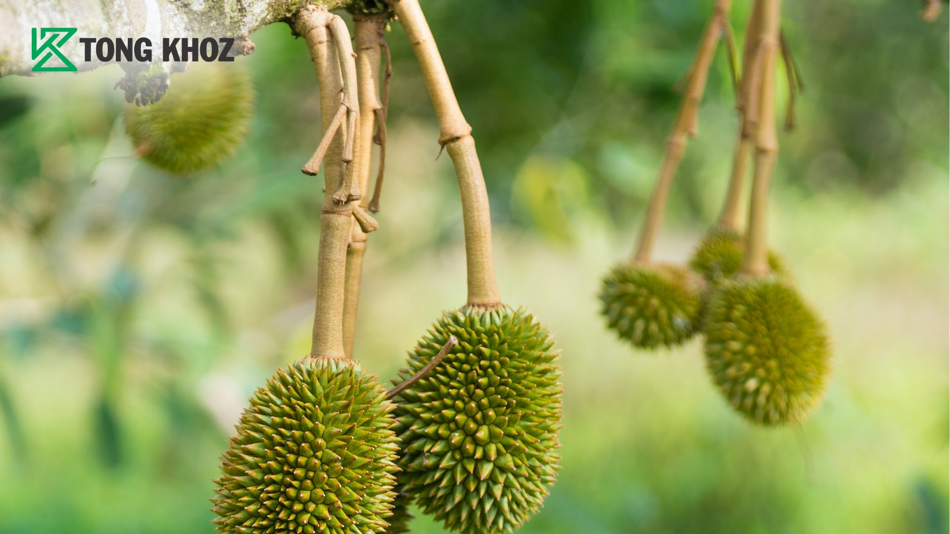 giai-phap-cap-cuu-cuong-trai-tu-tong-kho-z.jpg