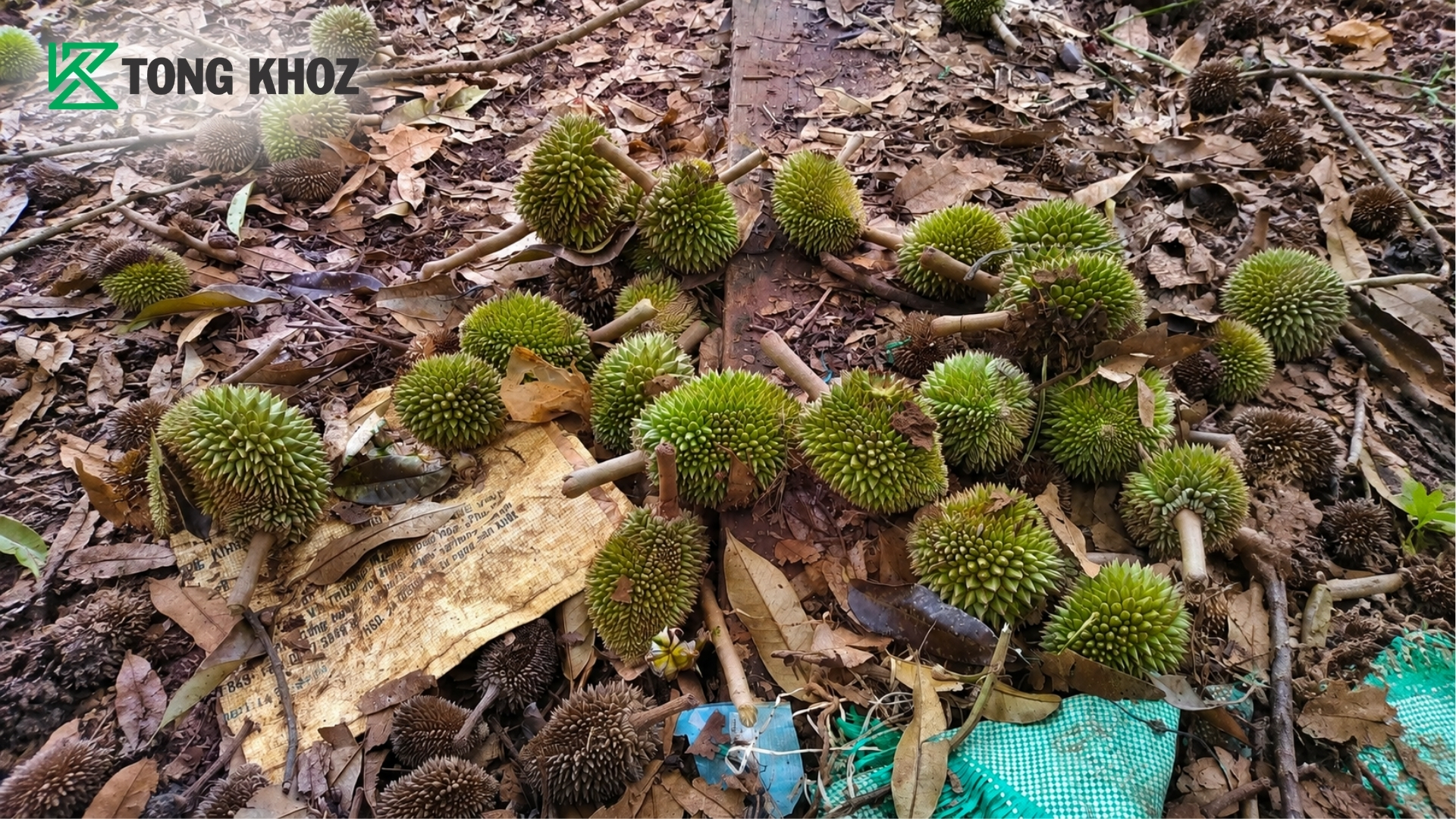 vi-sao-can-phan-biet-dung-nguyen-nhan-rung-trai.jpg