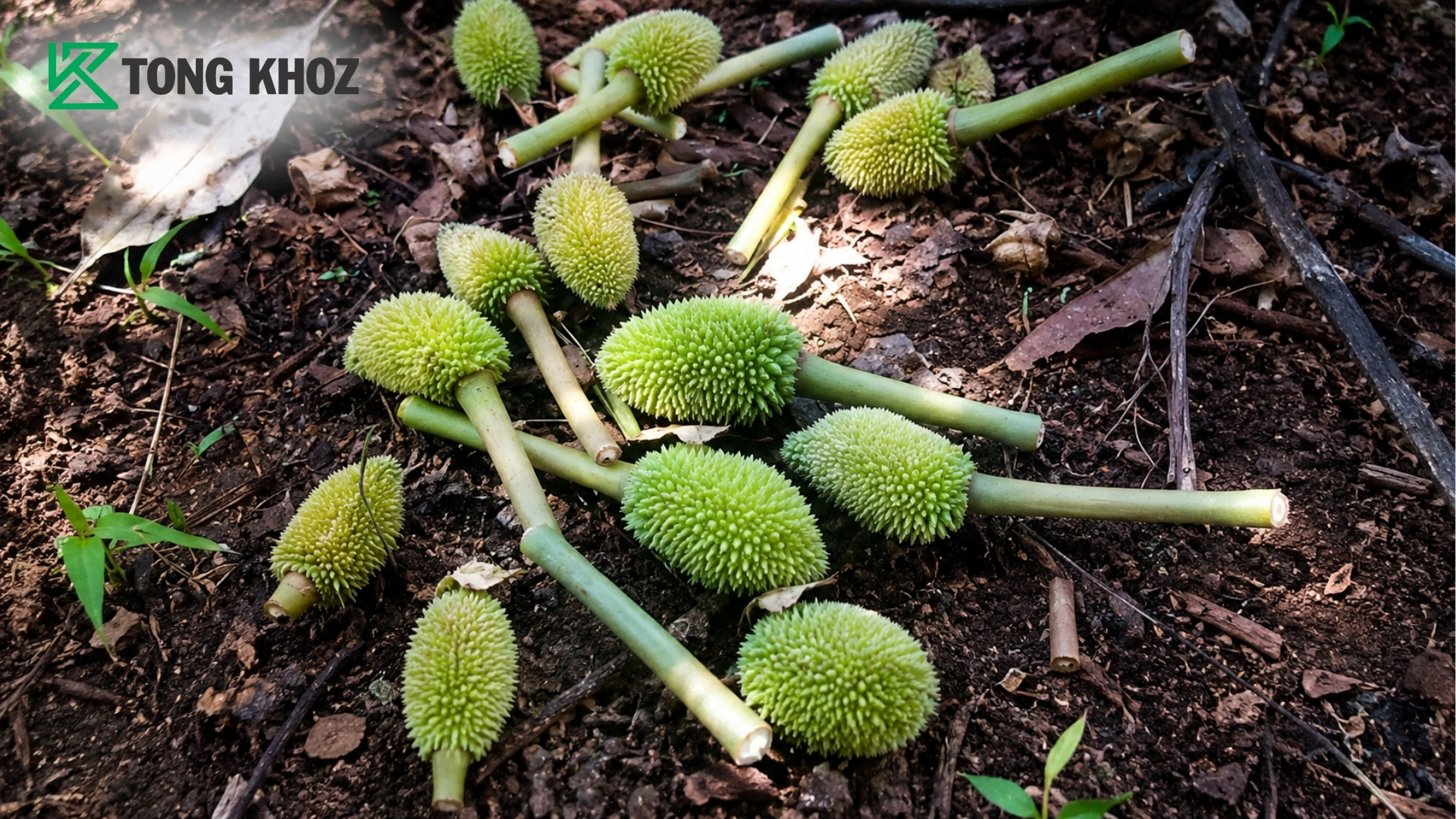 lam-gi-khi-sau-rieng-bat-dau-rung-trai-non.jpg
