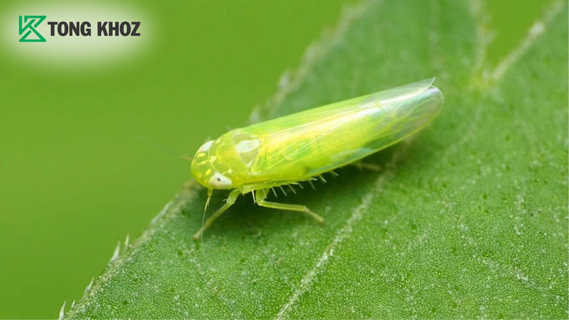 faq-cau-hoi-thuong-gap.jpg