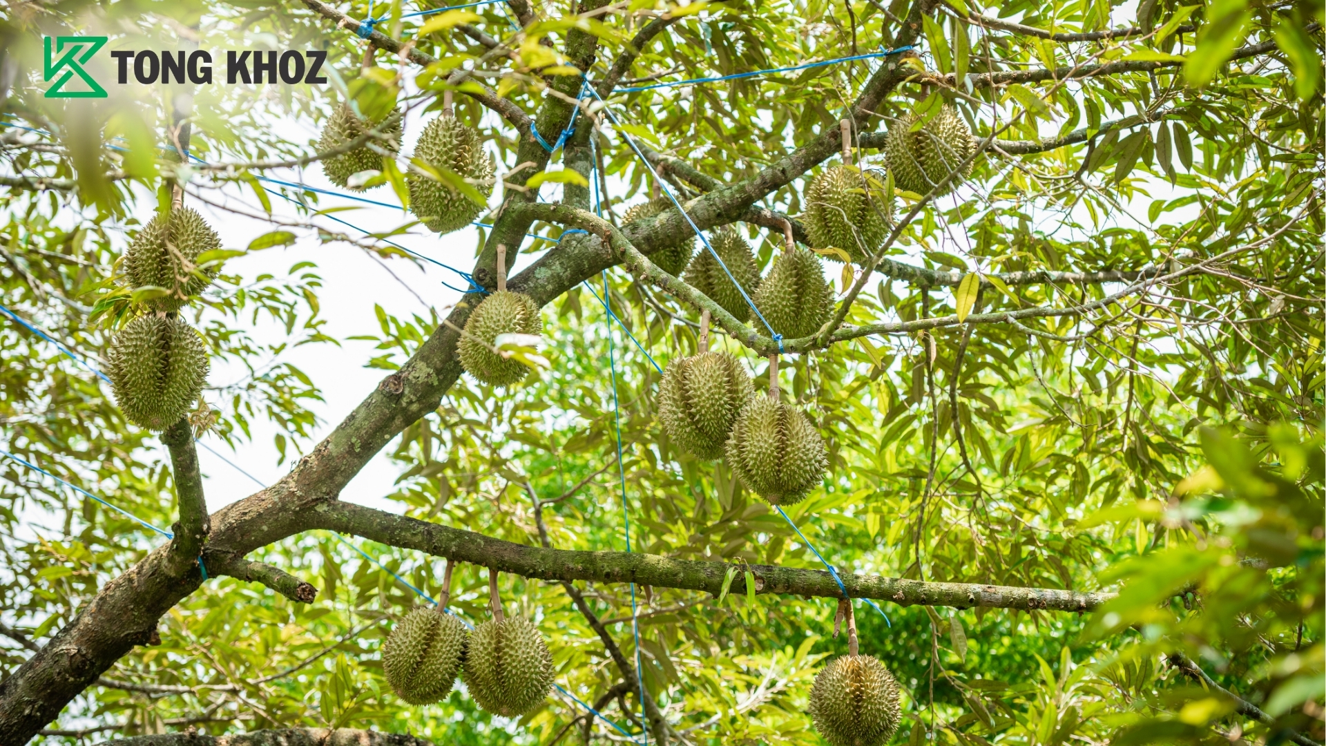 vi-sao-can-phuc-hoi-sau-rieng-sau-thu-hoach.jpg