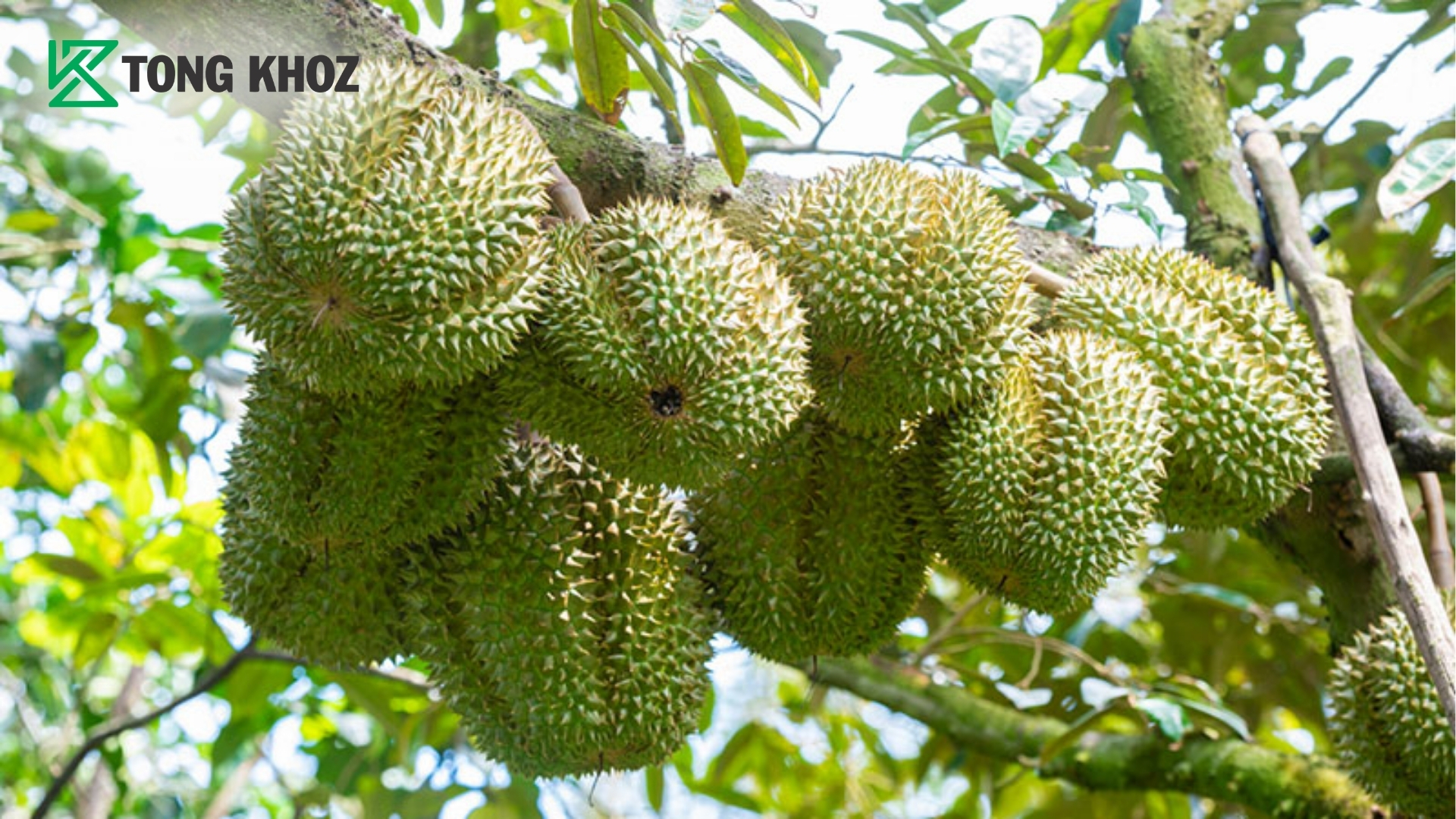vi-sao-nhieu-nha-vuon-lua-chon-combo-phuc-hoi.jpg