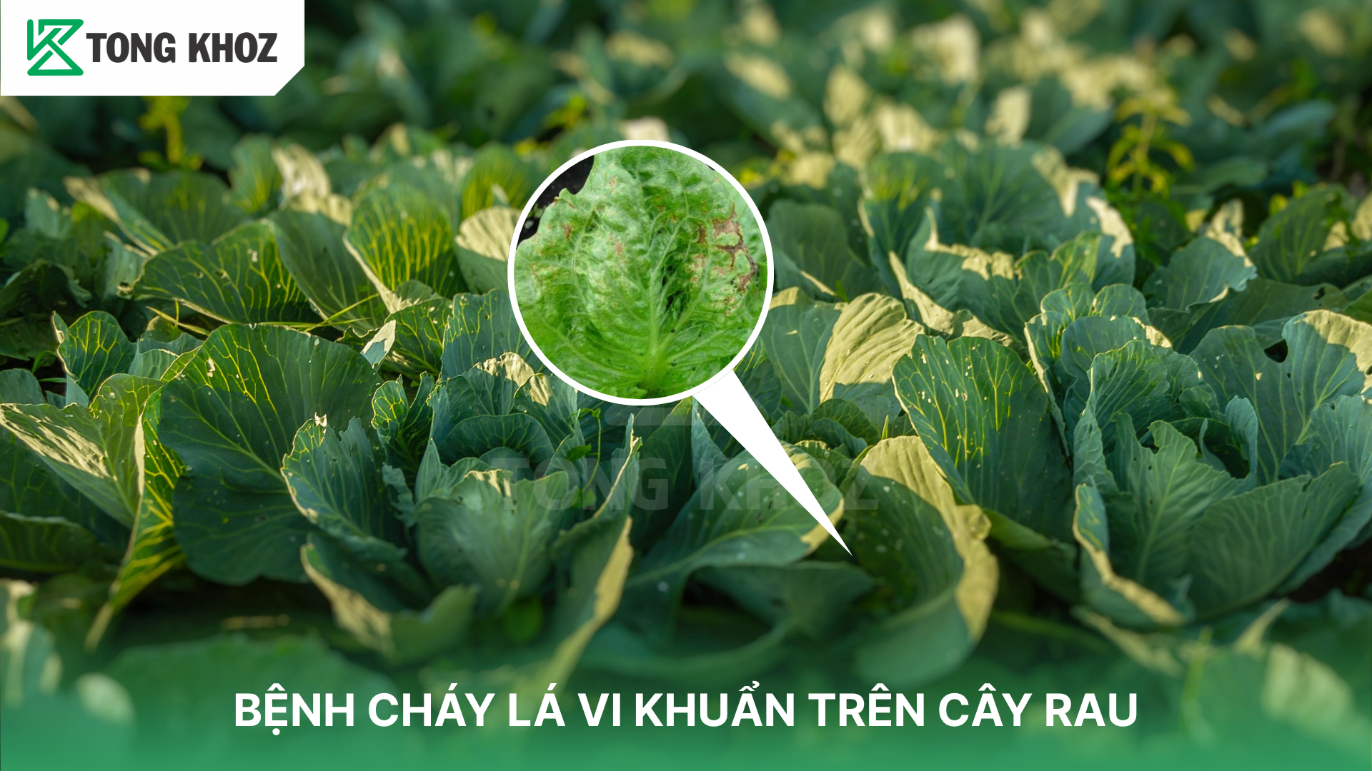 Nguyên nhân gây bệnh cháy lá vi khuẩn trên rau