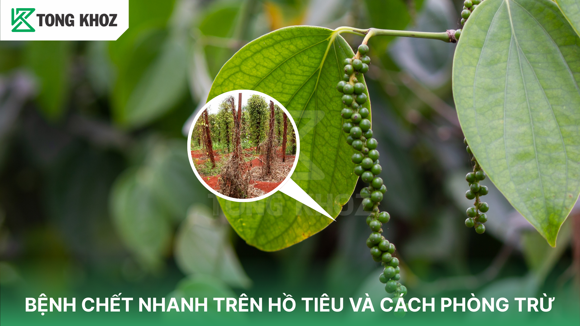 Dấu hiệu nhận biết bệnh chết nhanh trên hồ tiêu