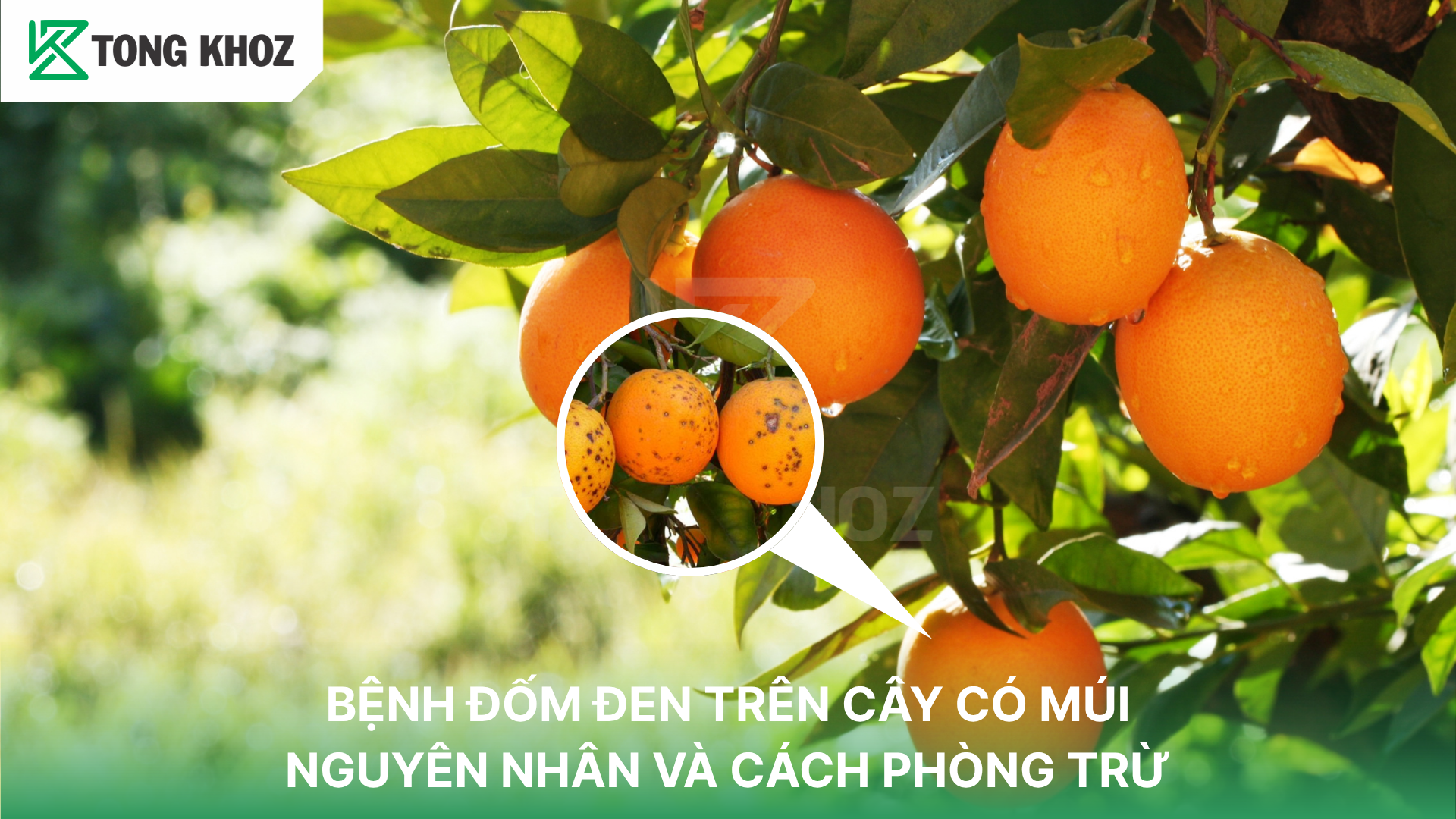 Tác hại bệnh đốm đen trên cây có múi