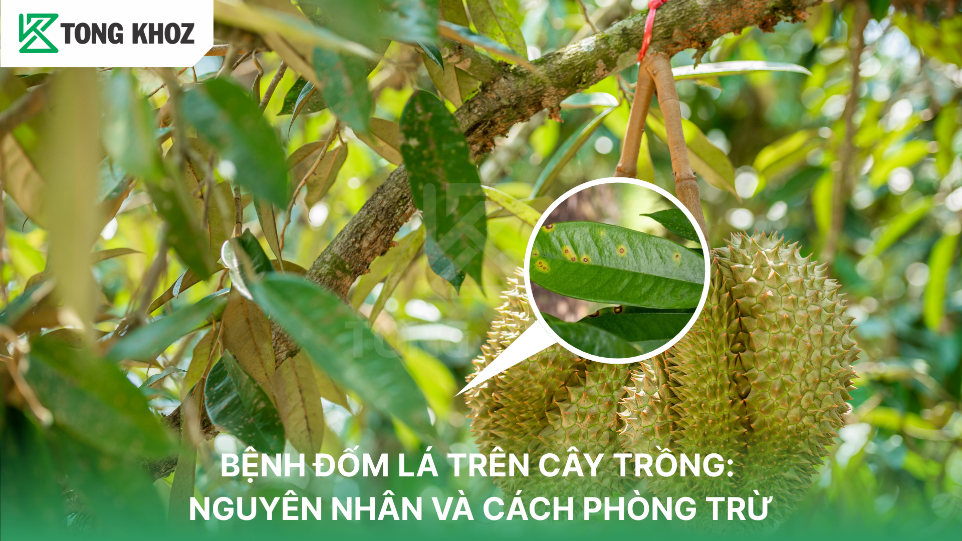 Nguyên nhân gây bệnh đốm lá 