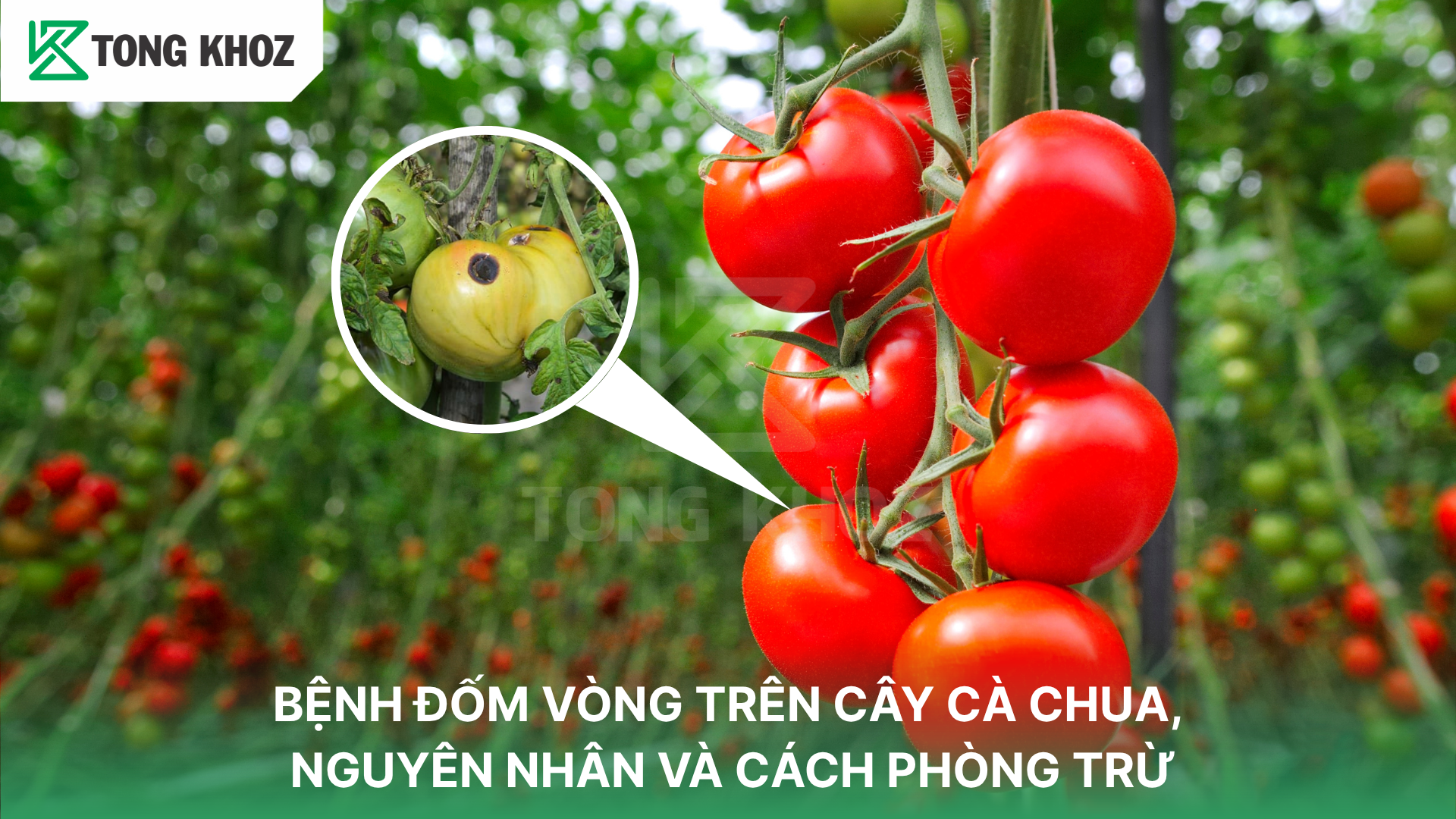 Triệu chứng bệnh đóm vòng trên cây cà chua