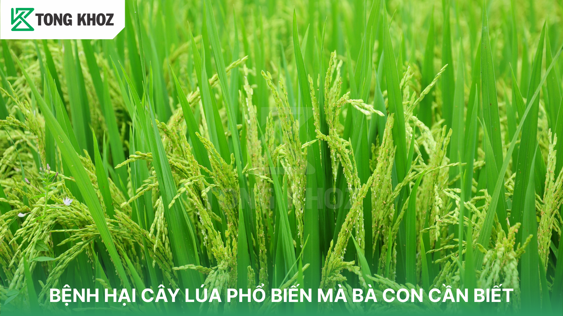 Một số bệnh hại cây lúa phổ biến 