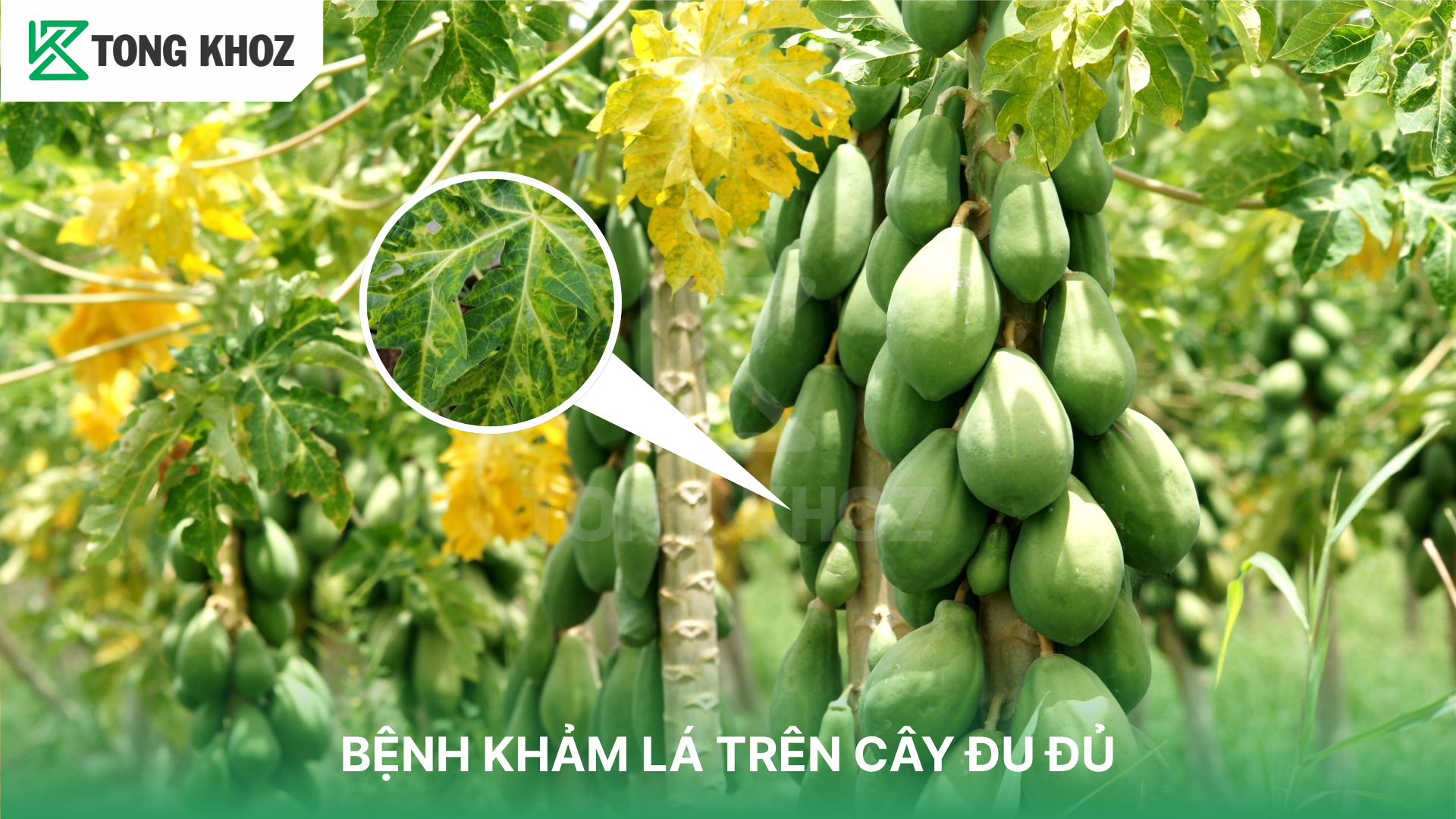 Triệu chứng bệnh khảm lá trên cây đu đủ