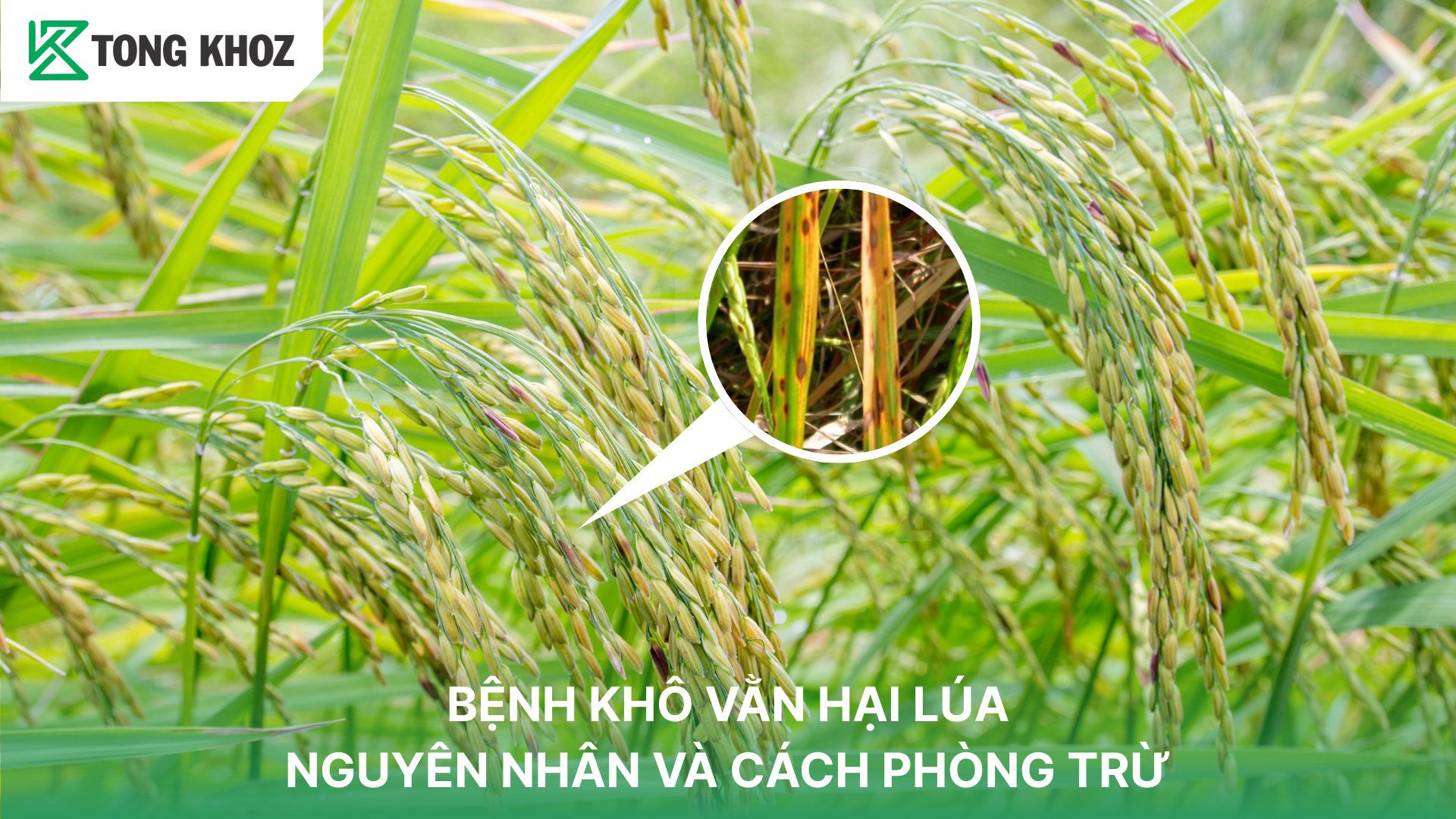 Triệu chứng bệnh khô vằn