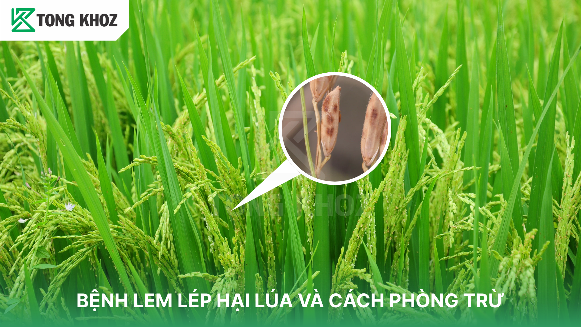 Triệu chứng bệnh lem lép hạt 