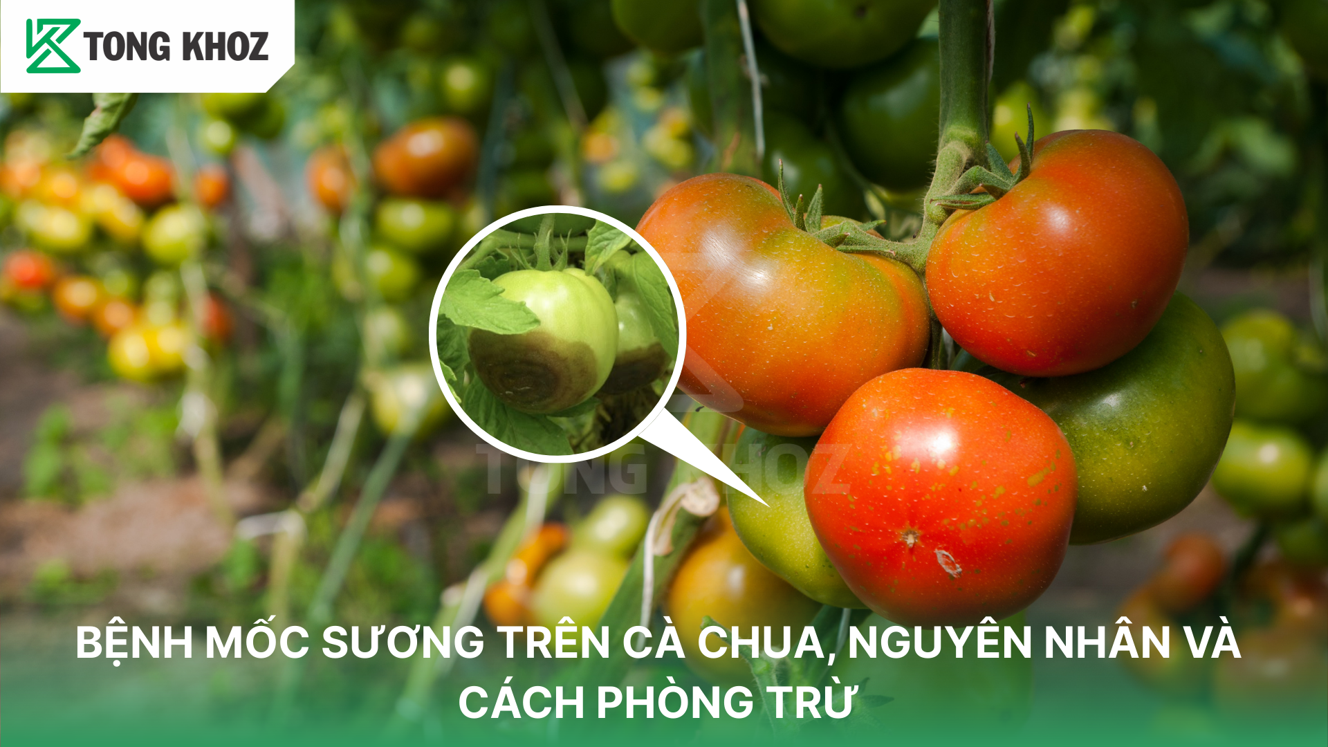 Cách phòng trừ bệnh mốc sương trên cà chua 