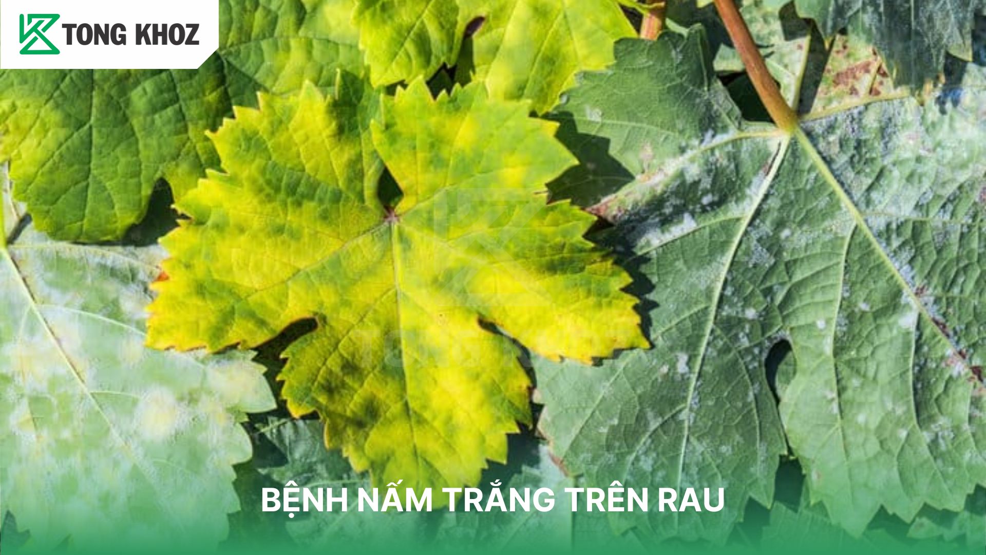 Dấu hiệu nhận biết bệnh phấn trắng trên rau