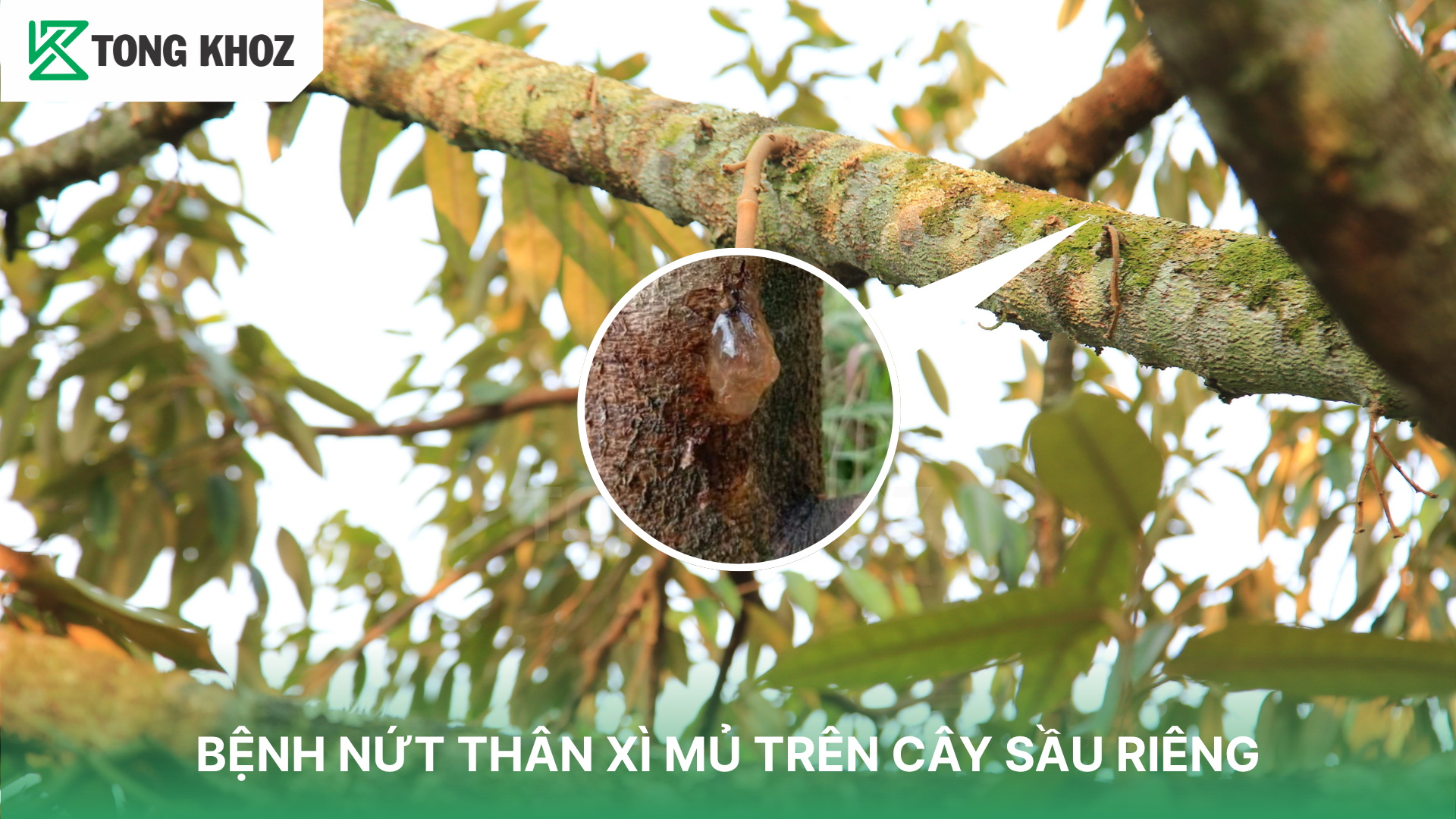 Triệu chứng bênh nứt thân xì mủ trên cây sầu riêng