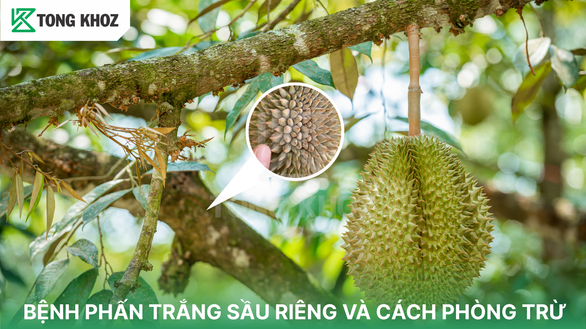 Triệu chứng bệnh phấn trắng sầu riêng 