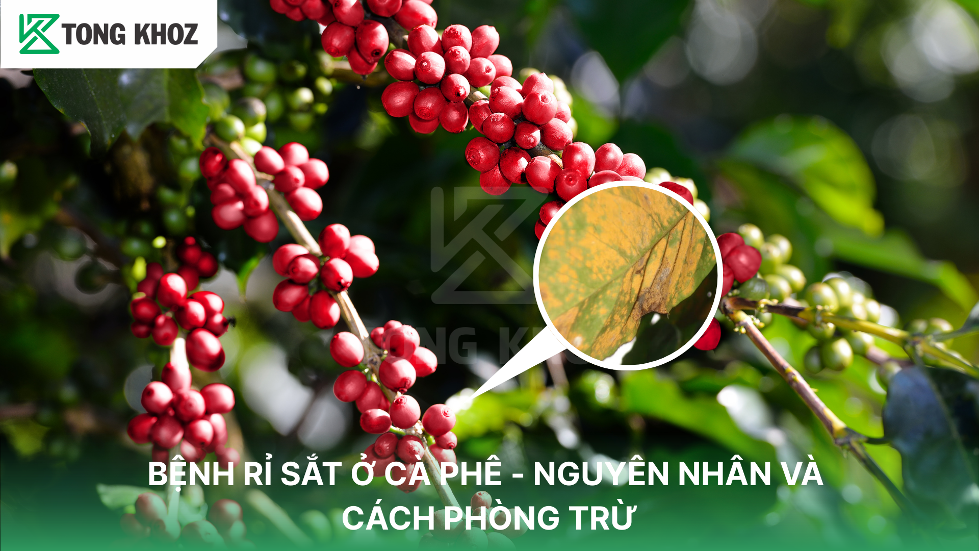 Triệu chứng bệnh rỉ sắt trên cà phê 