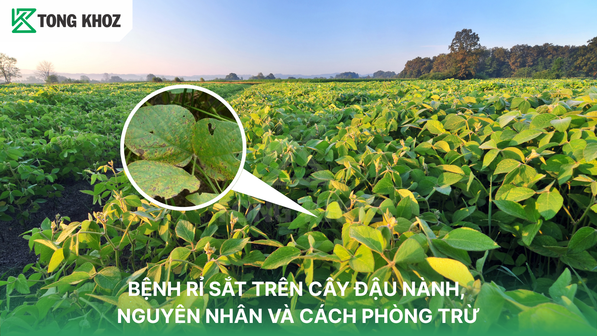 Dấu hiệu nhận biết bệnh rỉ sắt trên cây đậu nành