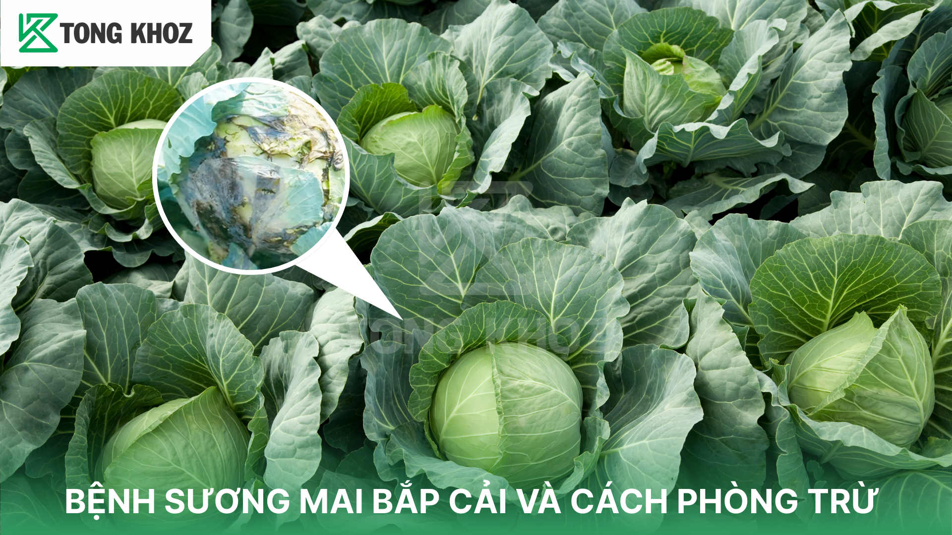 Nguyên nhân bệnh sương mai bắp cải