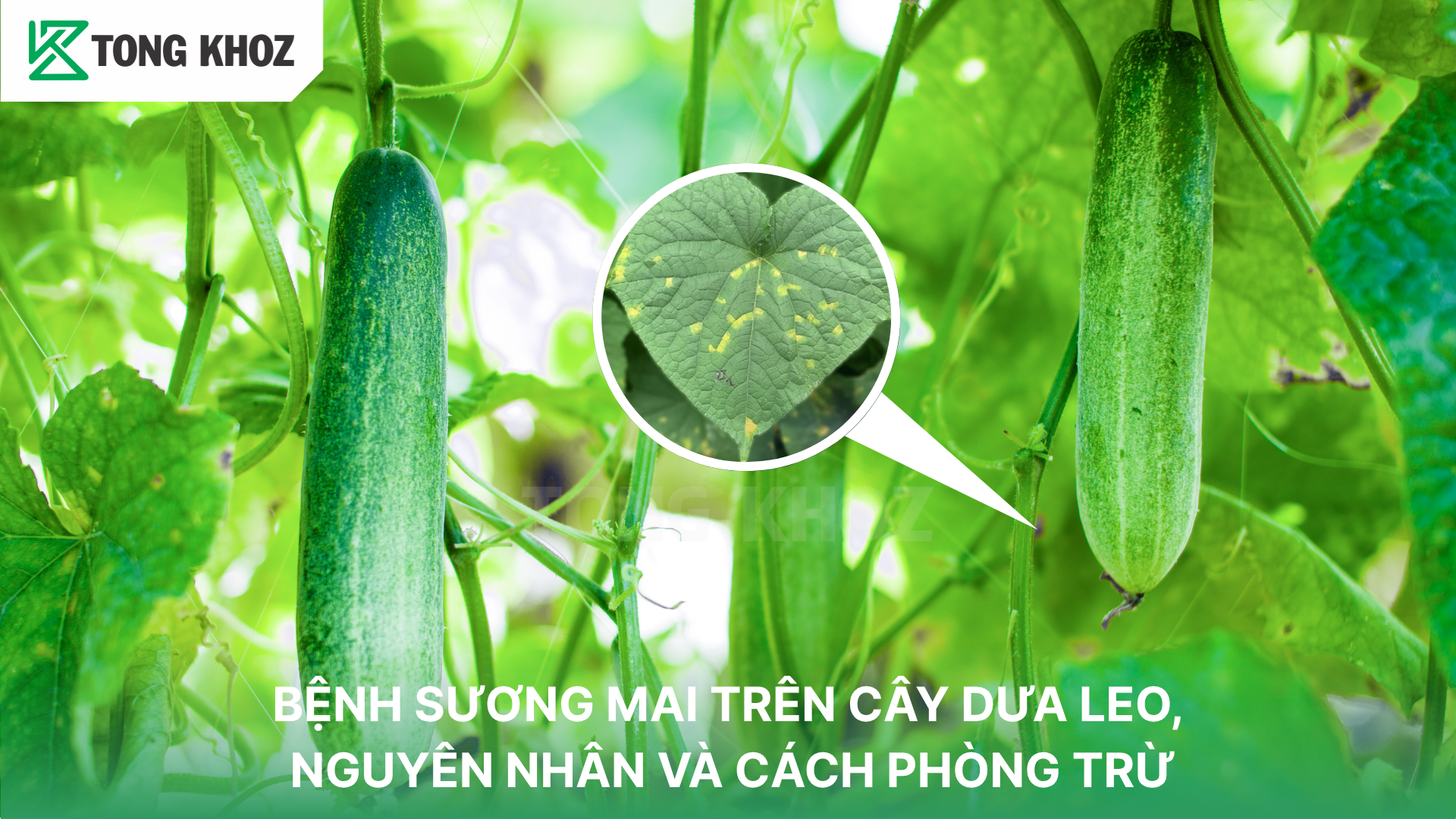 Triệu chứng bệnh sương mai trên dưa leo