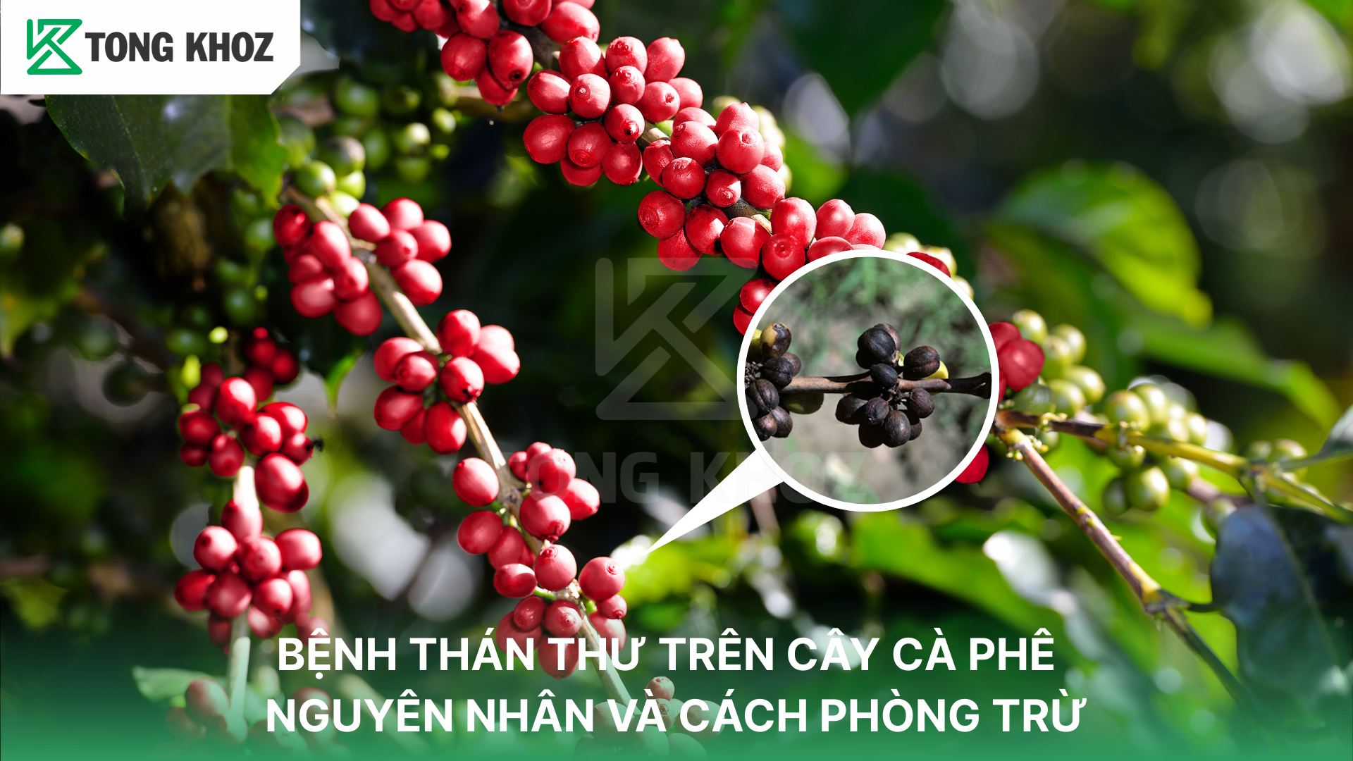 Nguyên nhân gây bệnh thán thư trên cây cà phê