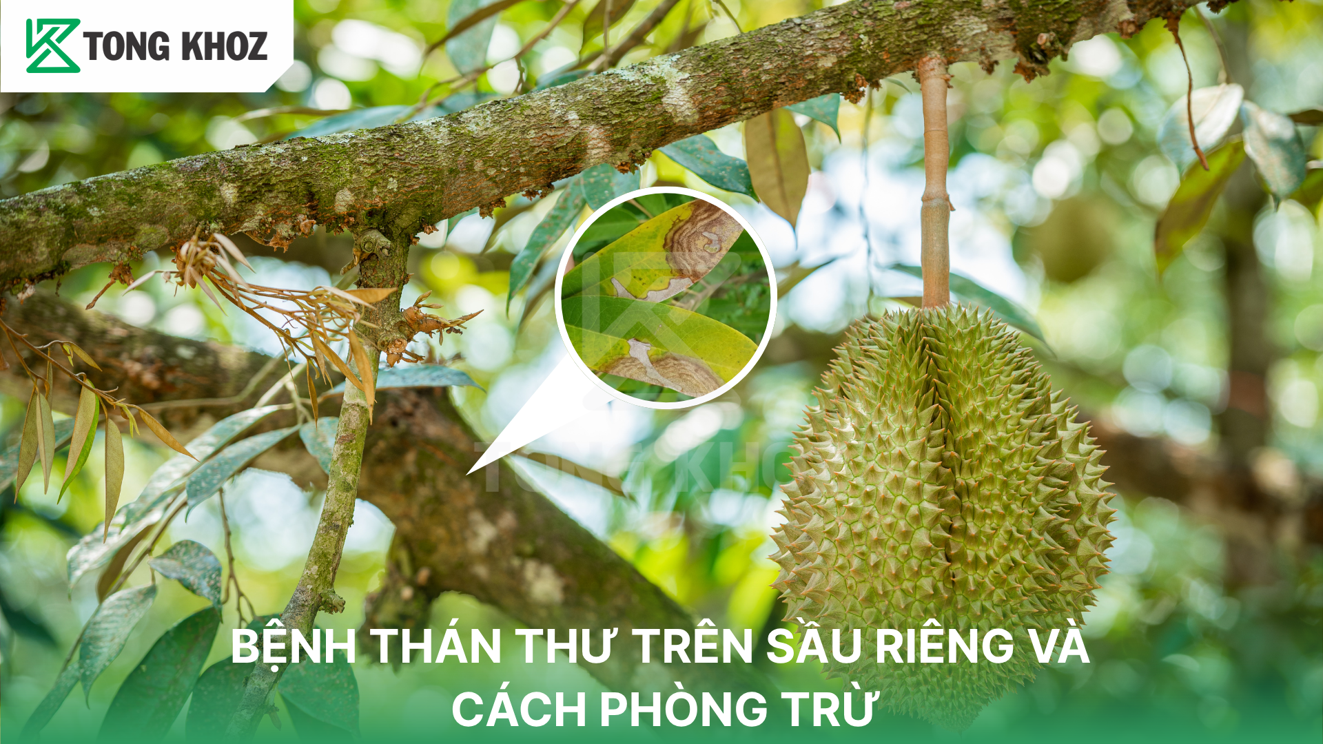 Điều kiện phát sinh bệnh thán thư 