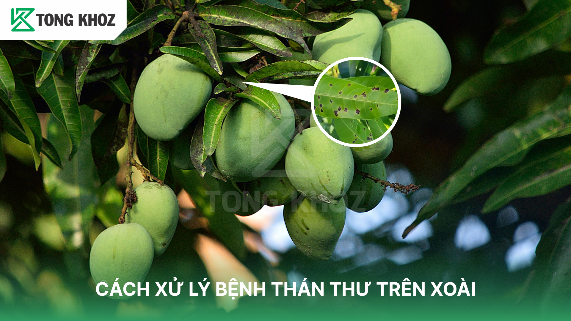 Nguyên nhân gây bệnh thán thư trên xoài