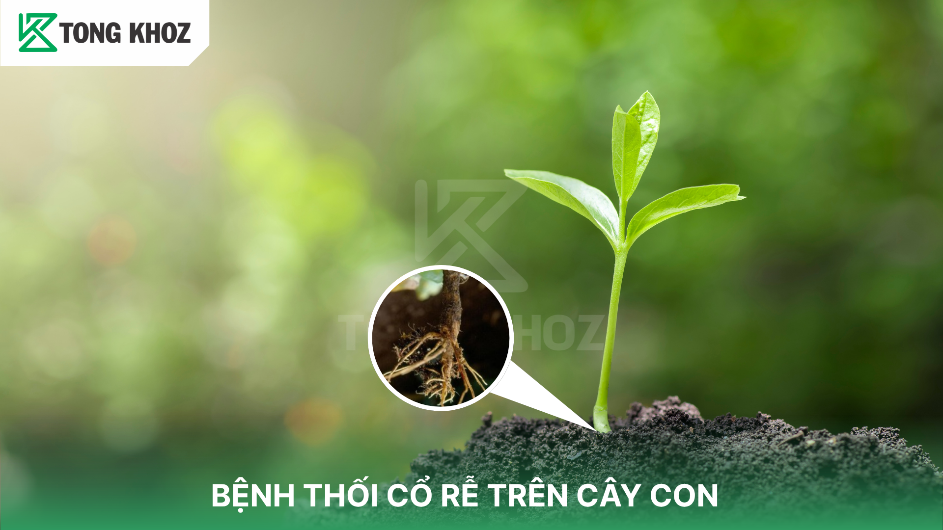Dấu hiệu nhận biết bệnh thối cổ rễ trên cây con