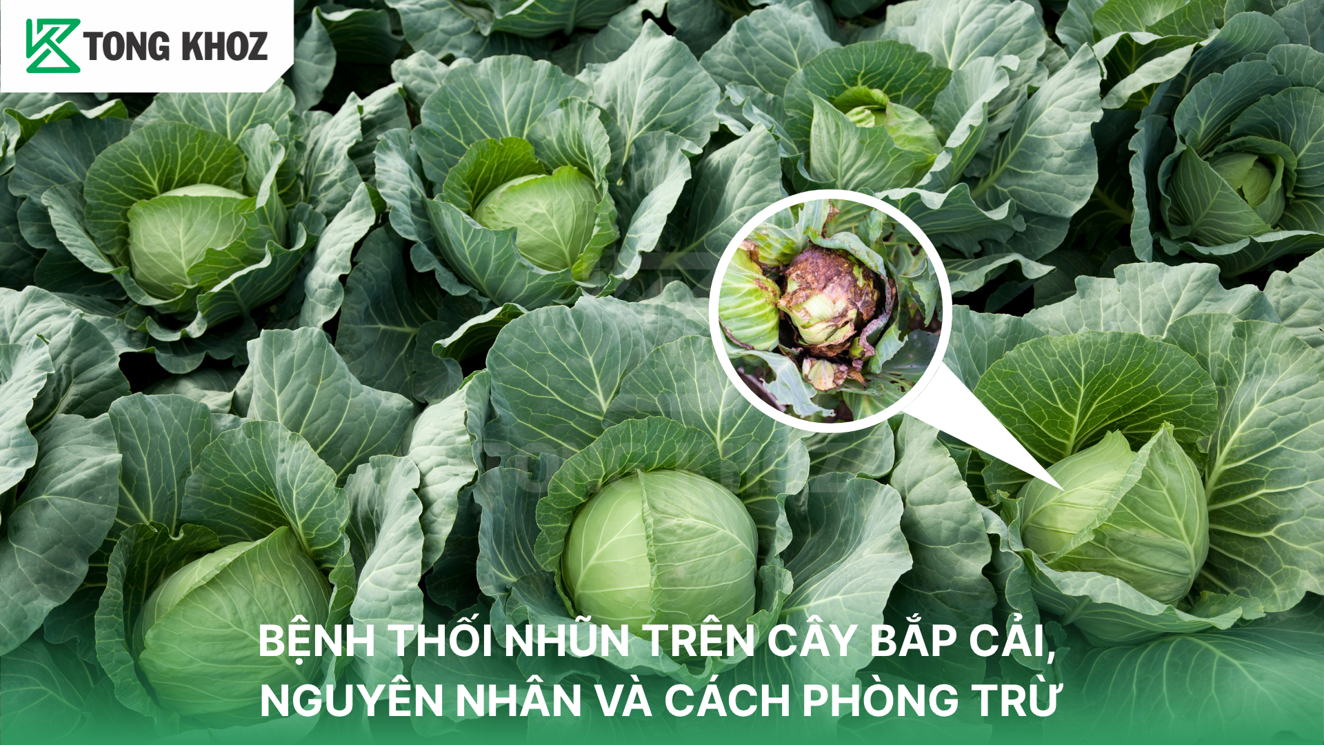 Tác hại bệnh thối nhũn trên bắp cải