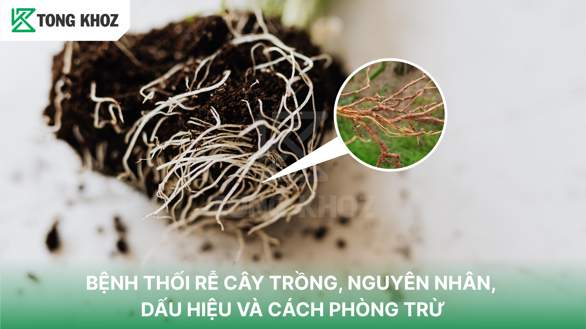 Dấu hiệu nhận biết bệnh thối rễ cây trồng