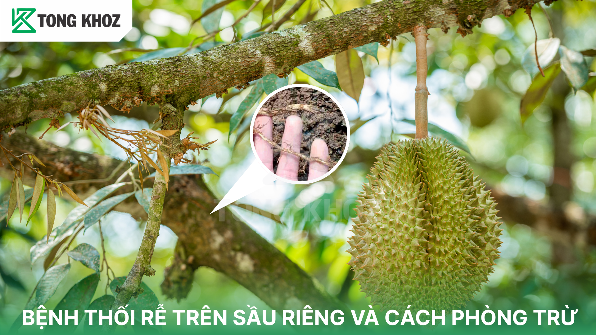 Dấu hiệu nhận biết bệnh thối rễ sầu riêng 